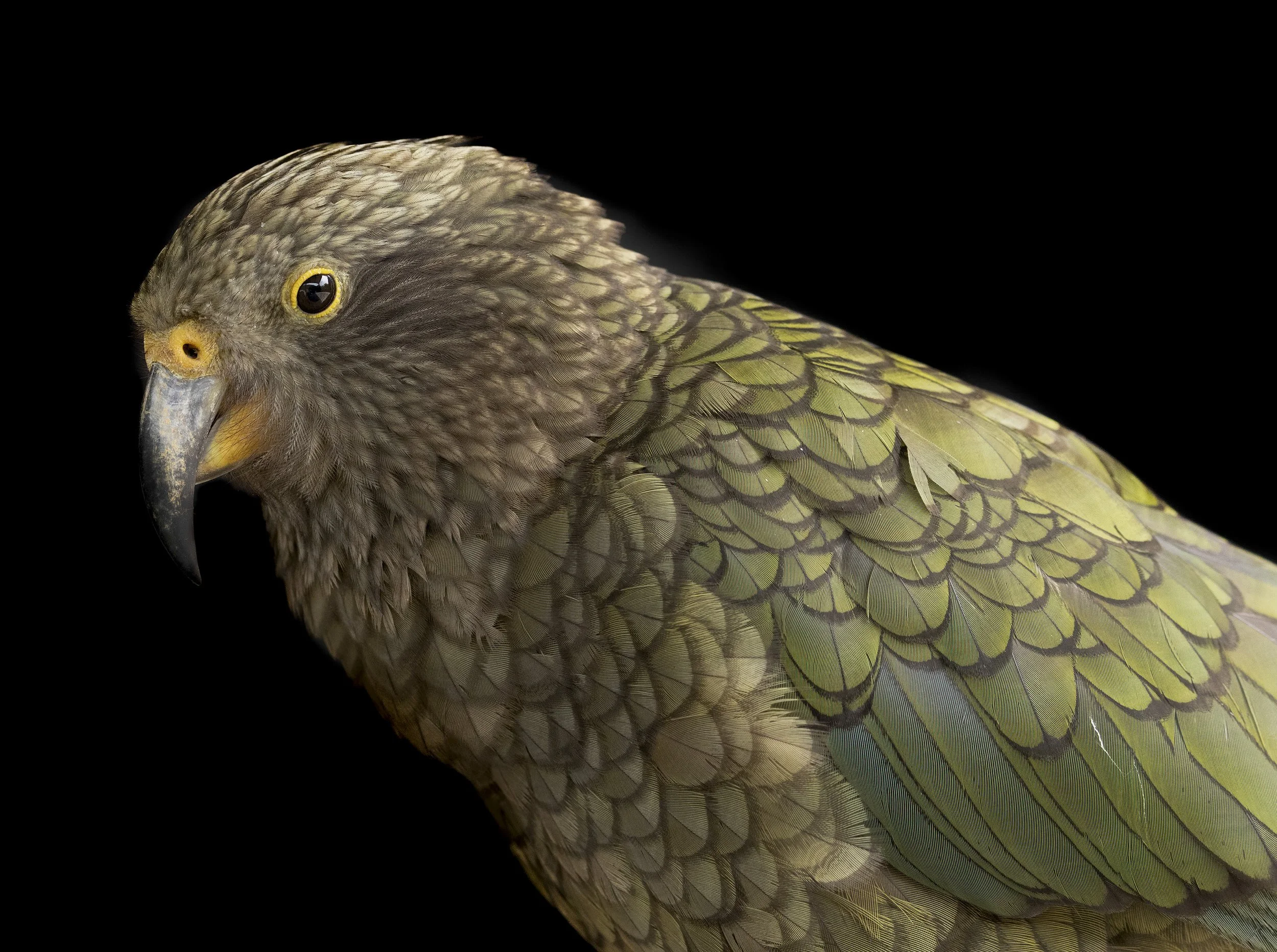 Kea