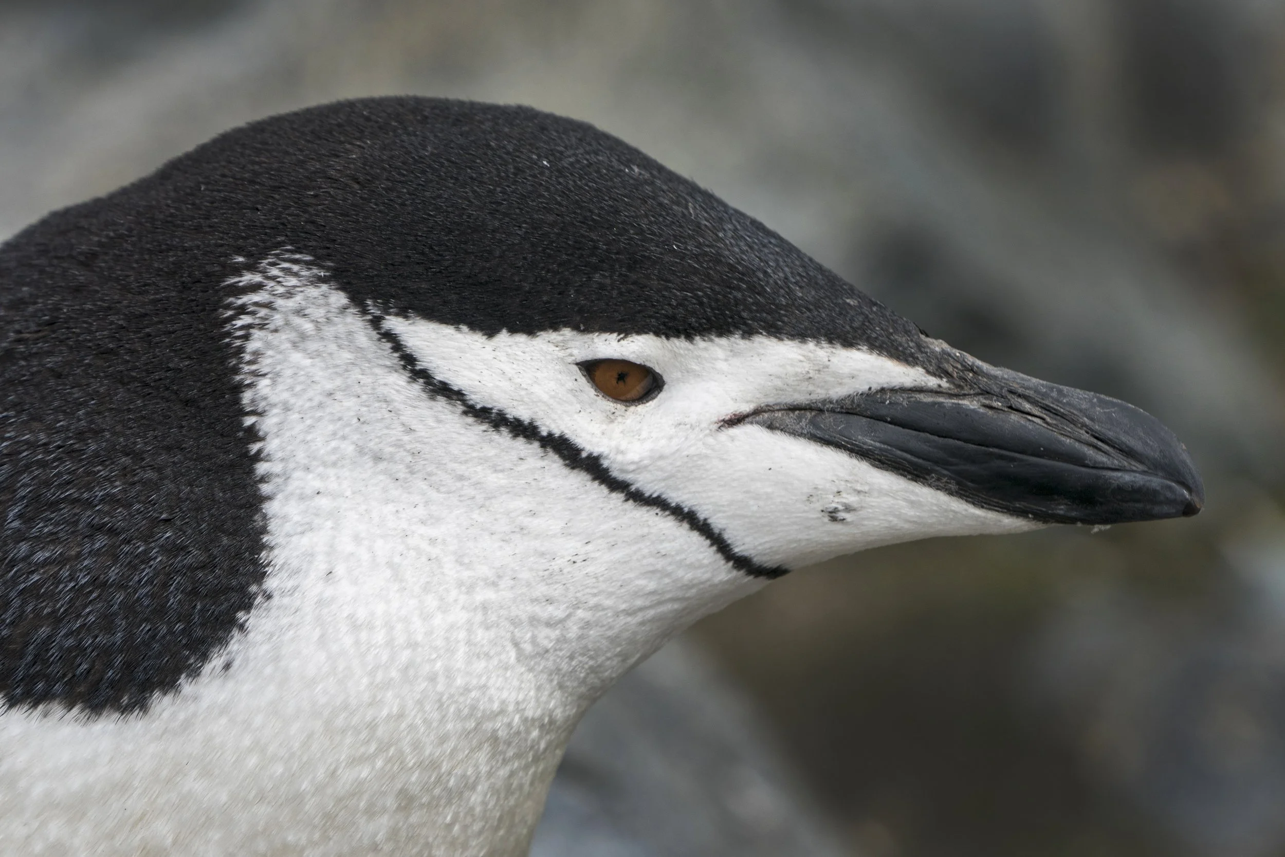 Chinstrap Penguin