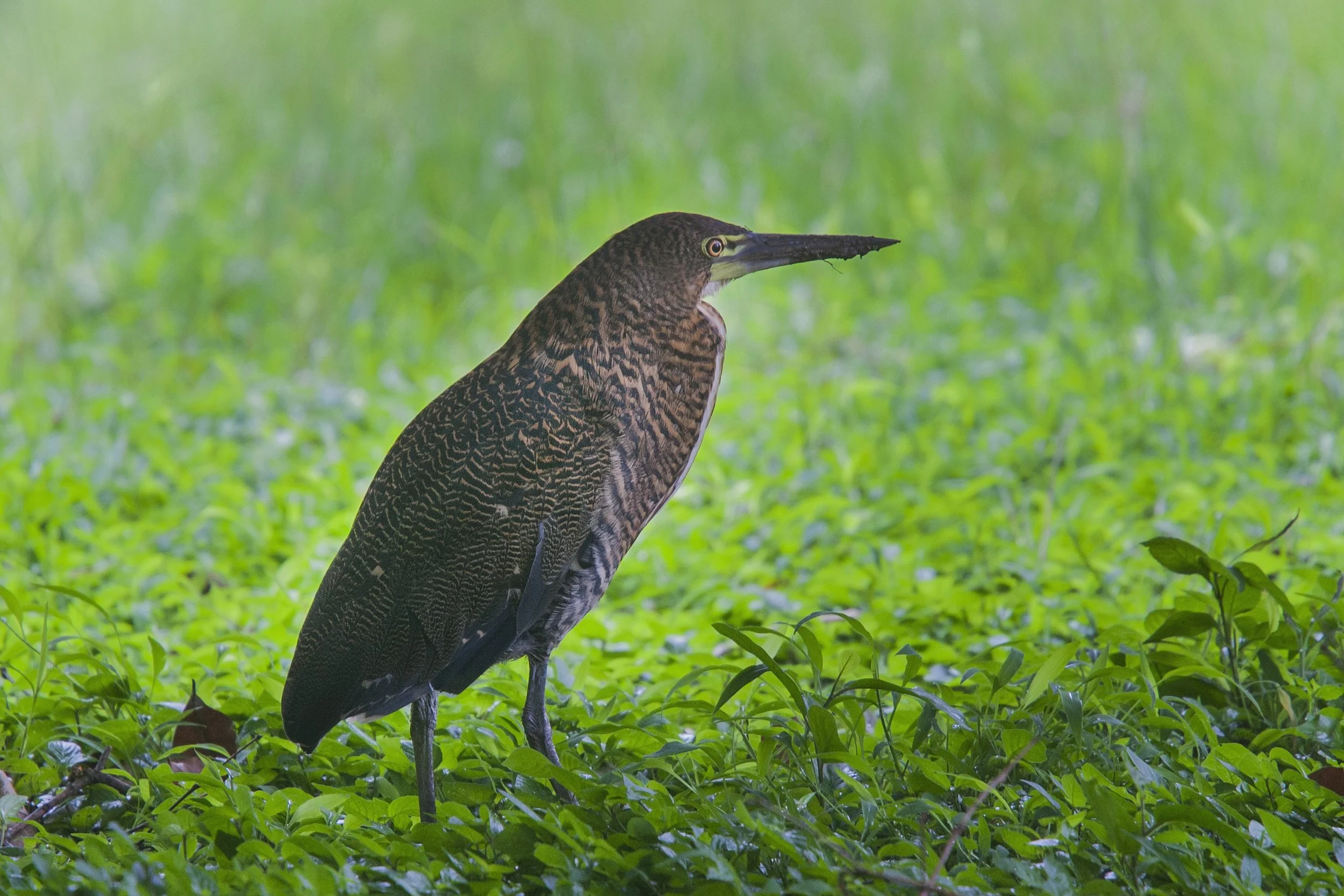 Fasciated Tiger Heron