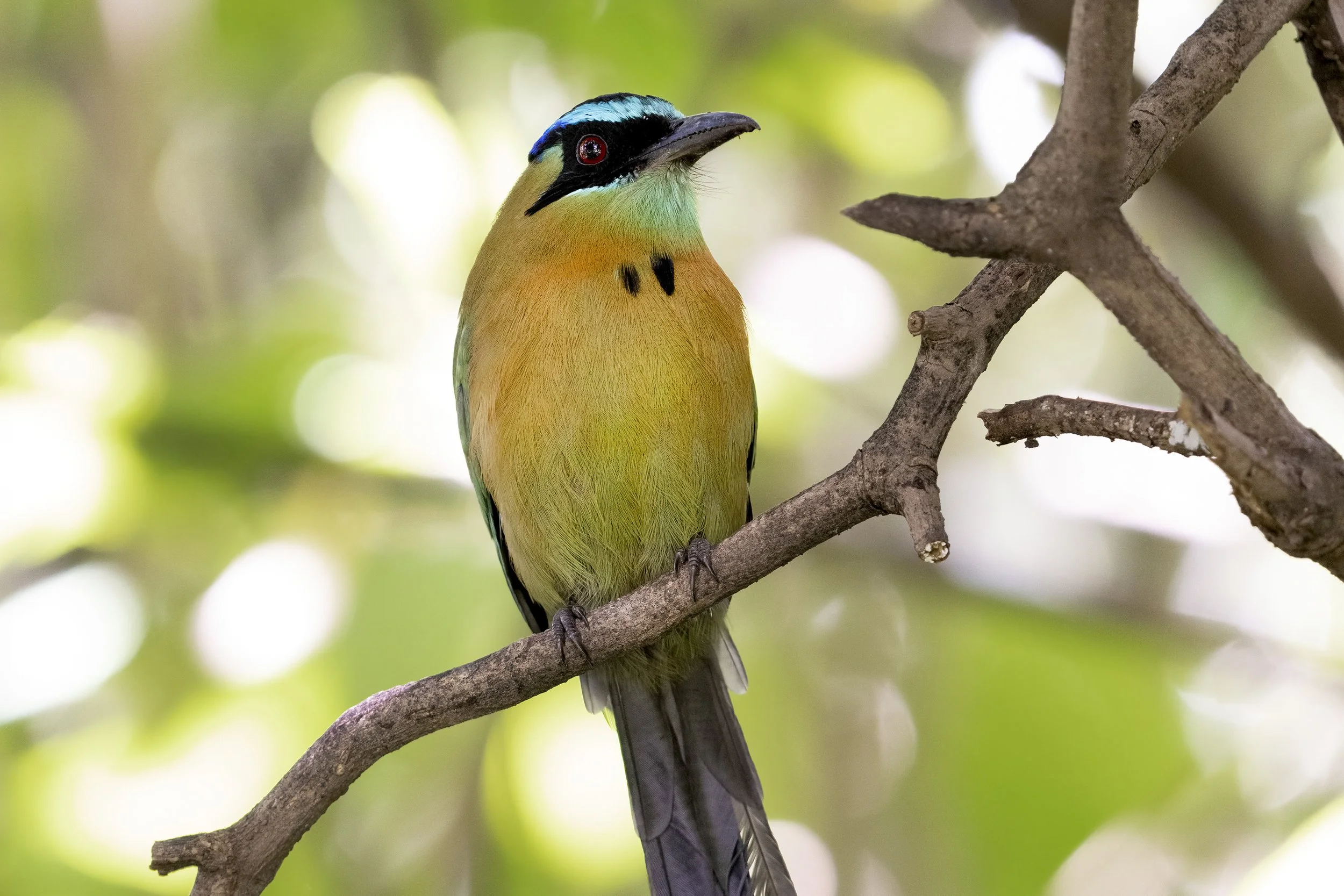 Blue Crowned Motmot