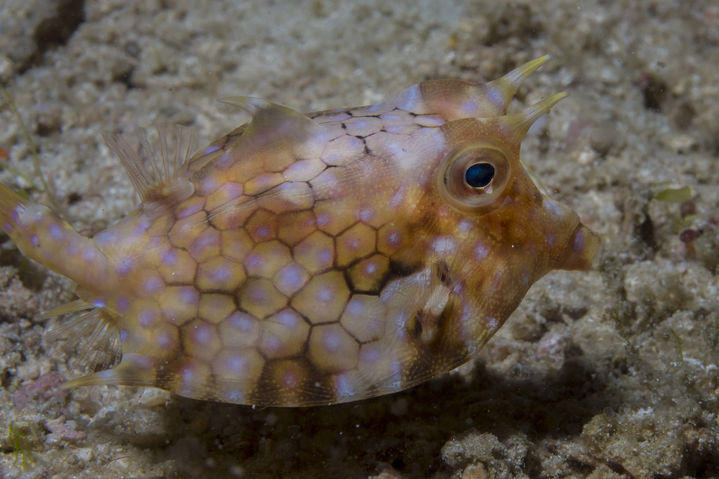 Komodo_DSC07972.jpg
