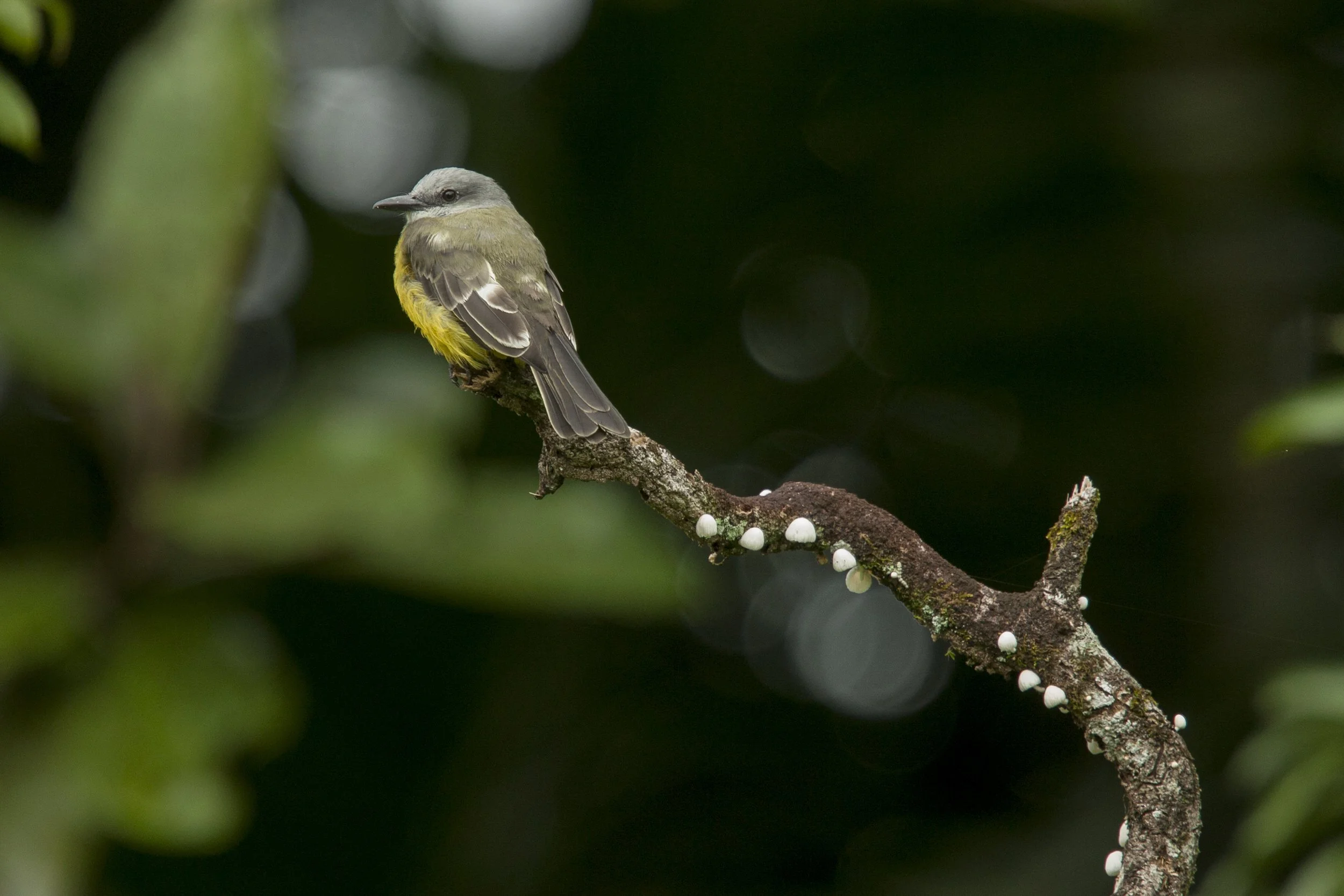 Tropical Kingbird