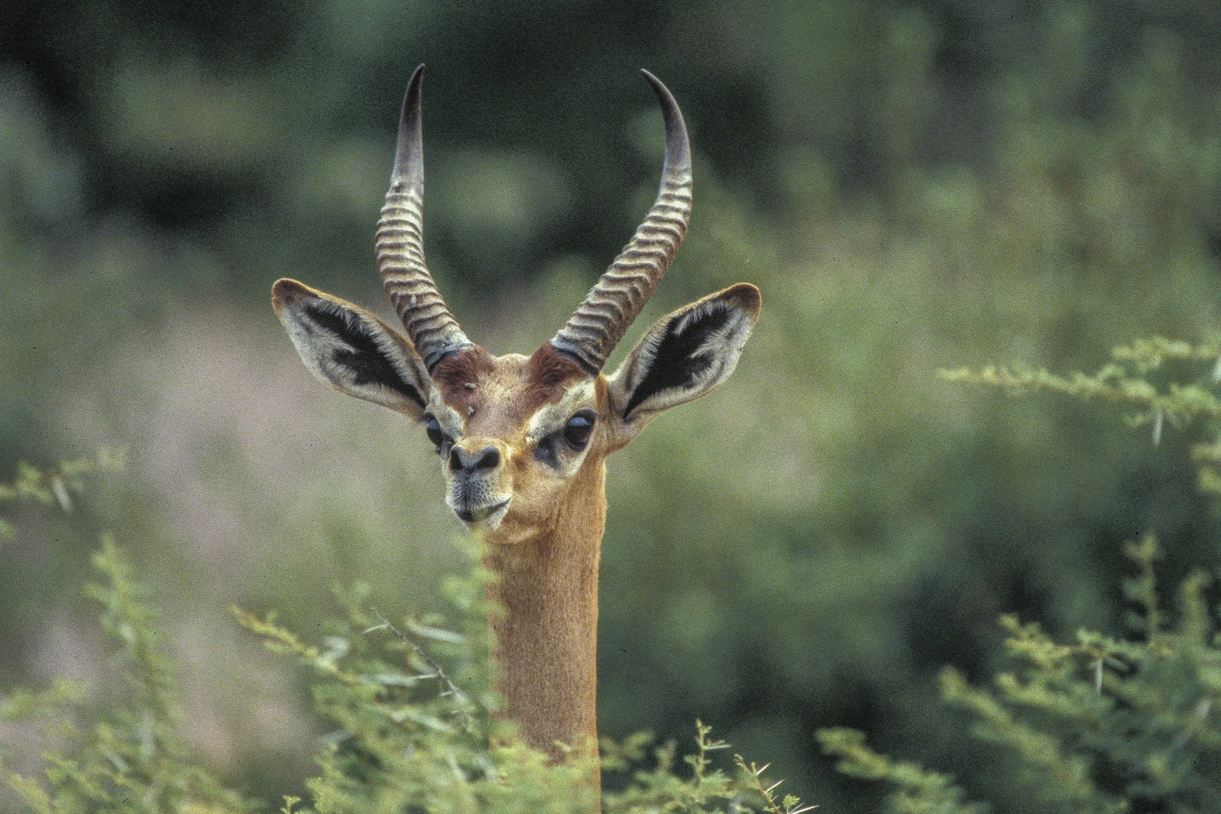 Gerenuk, Kenya