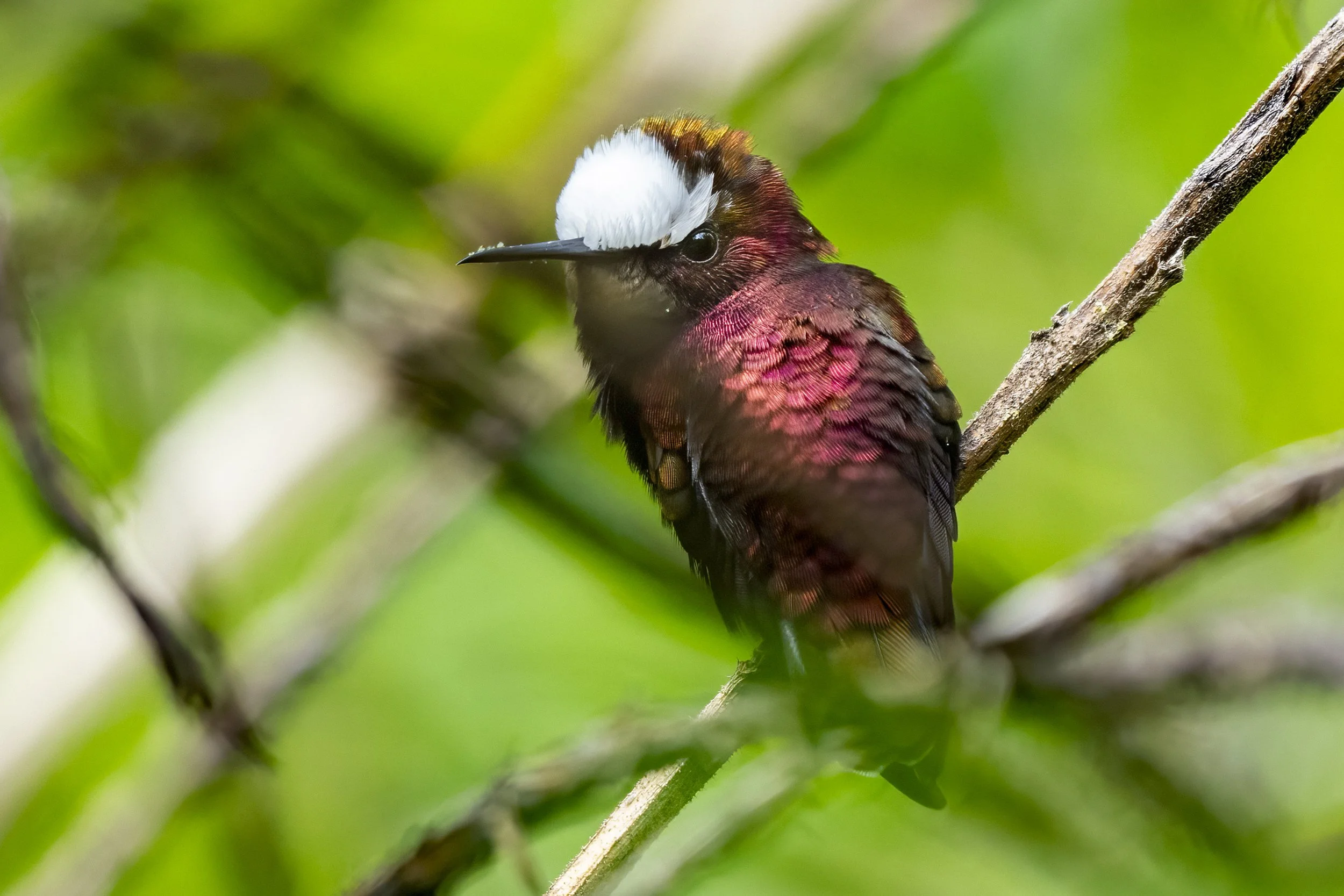 Snowcap