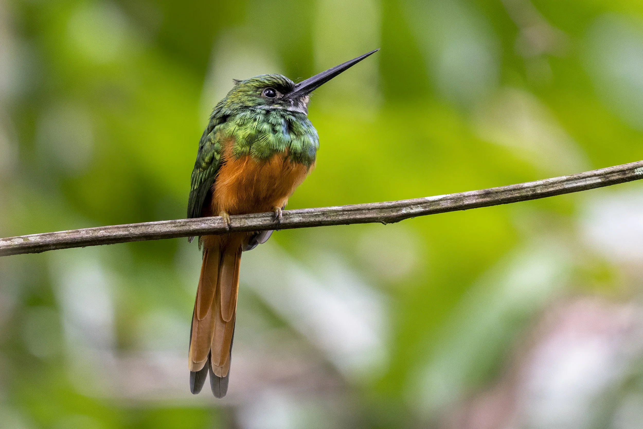 Rufous Tailed Jacamar