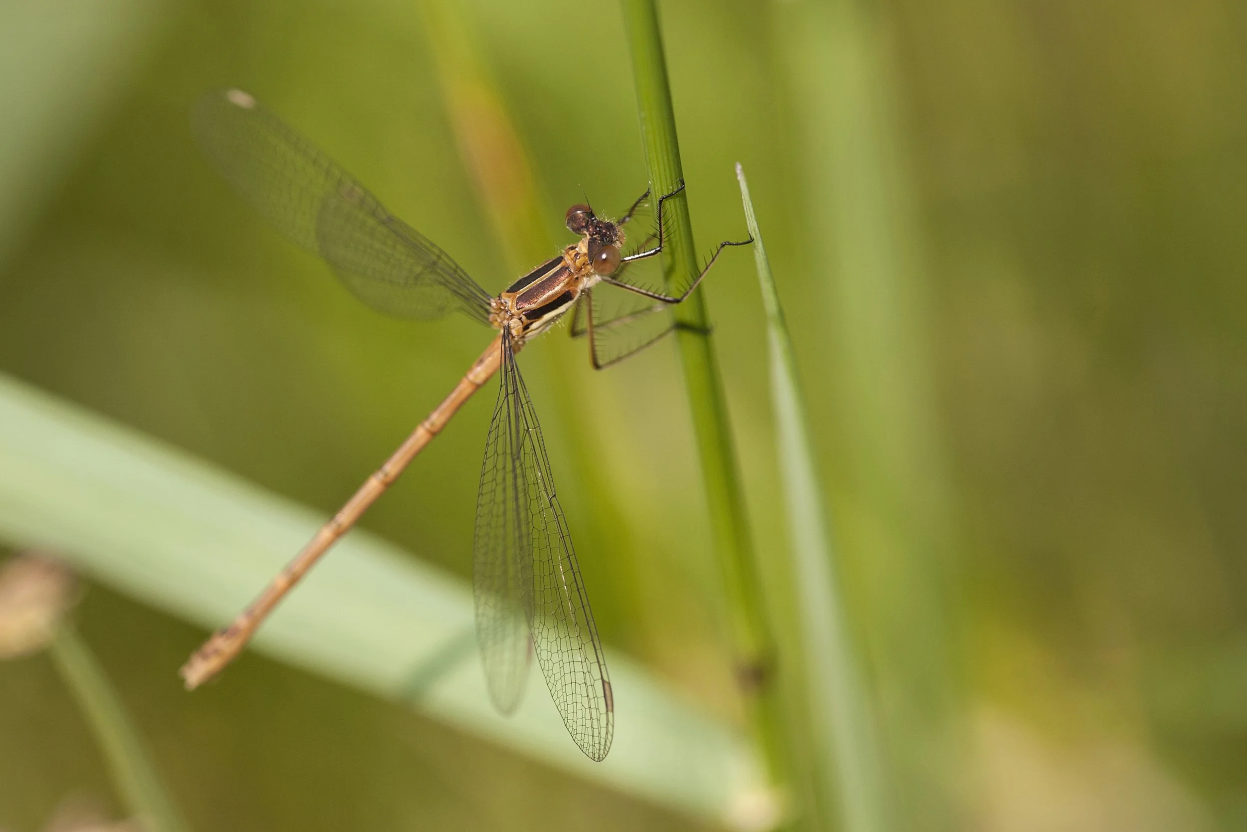 Lestes disjunctus_IMG_8565.jpg
