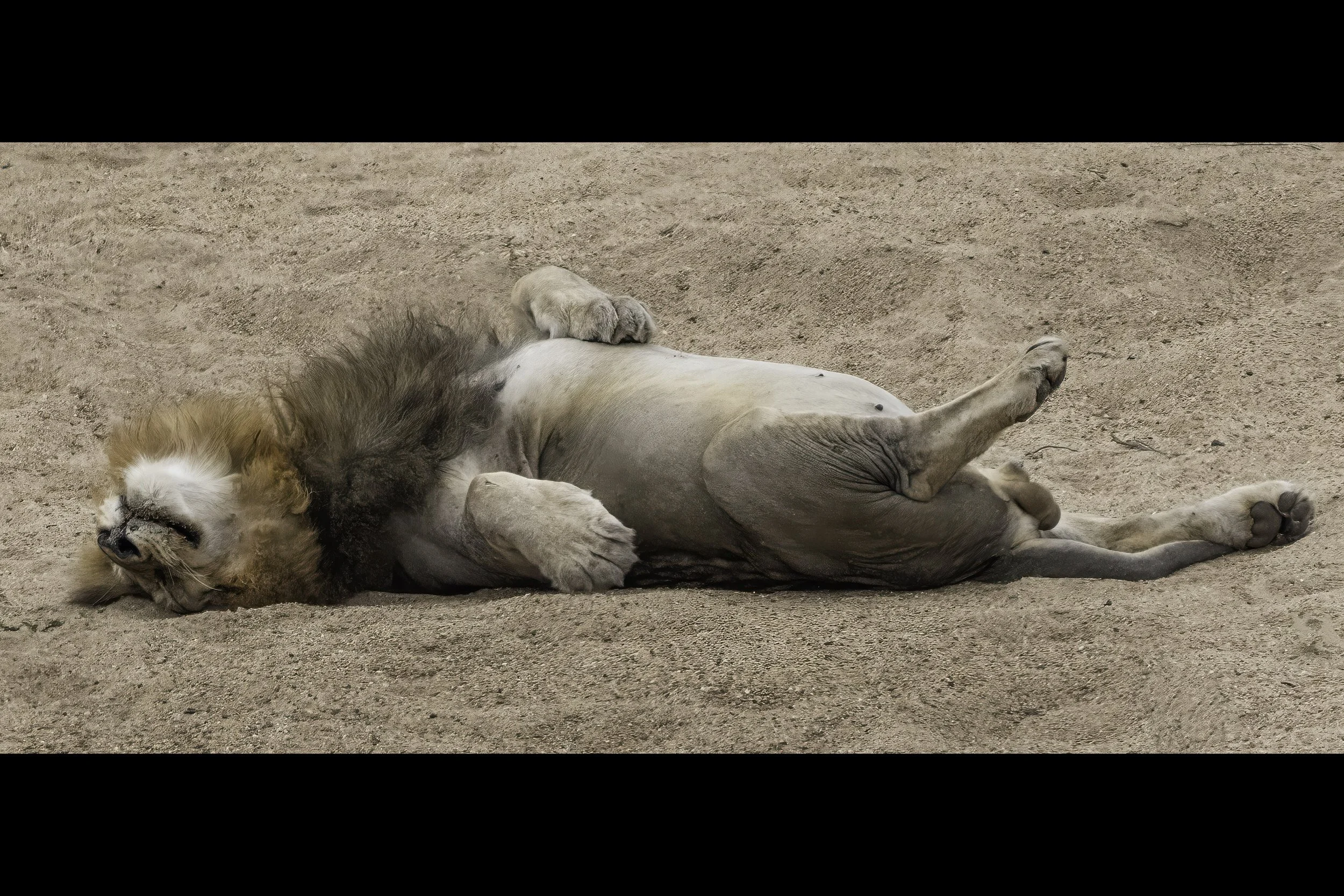 Lion