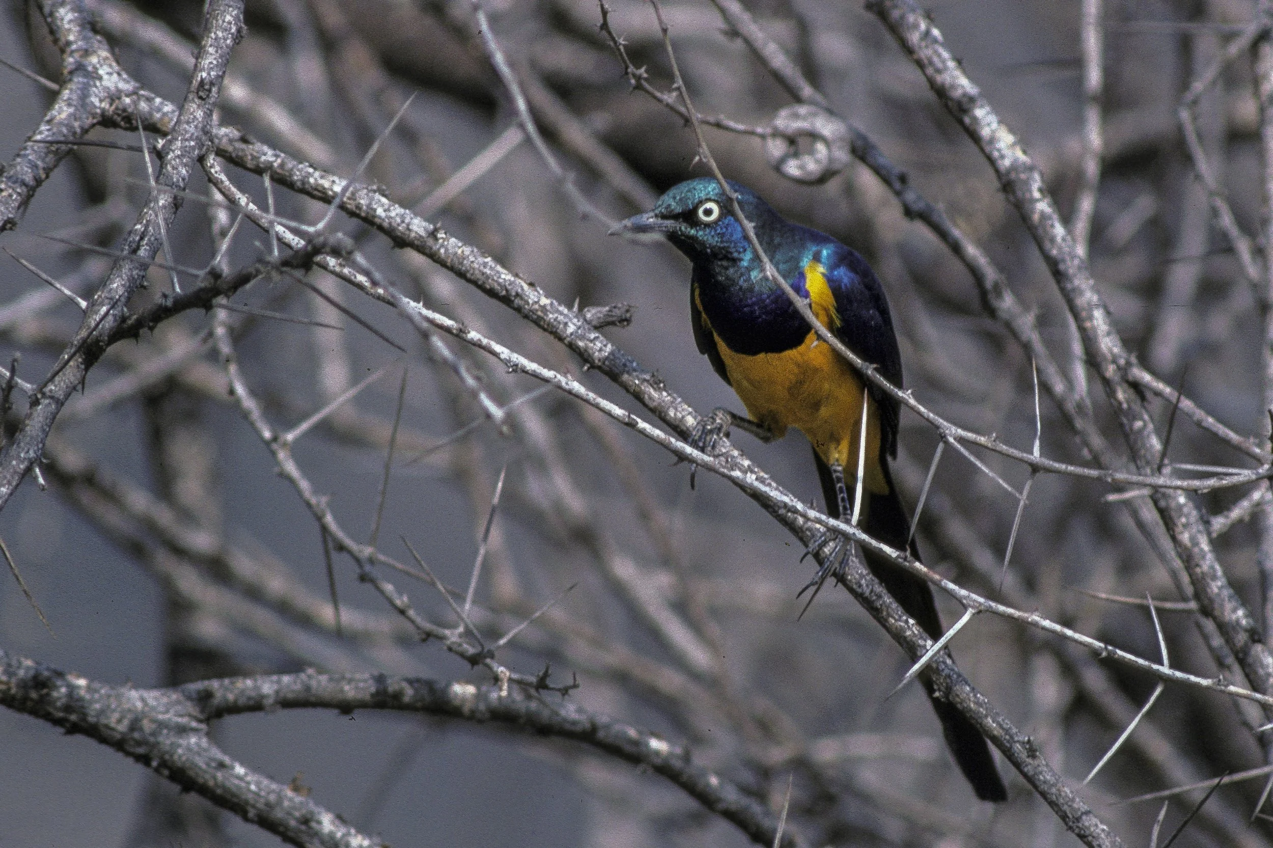  Golden Breasted Starling