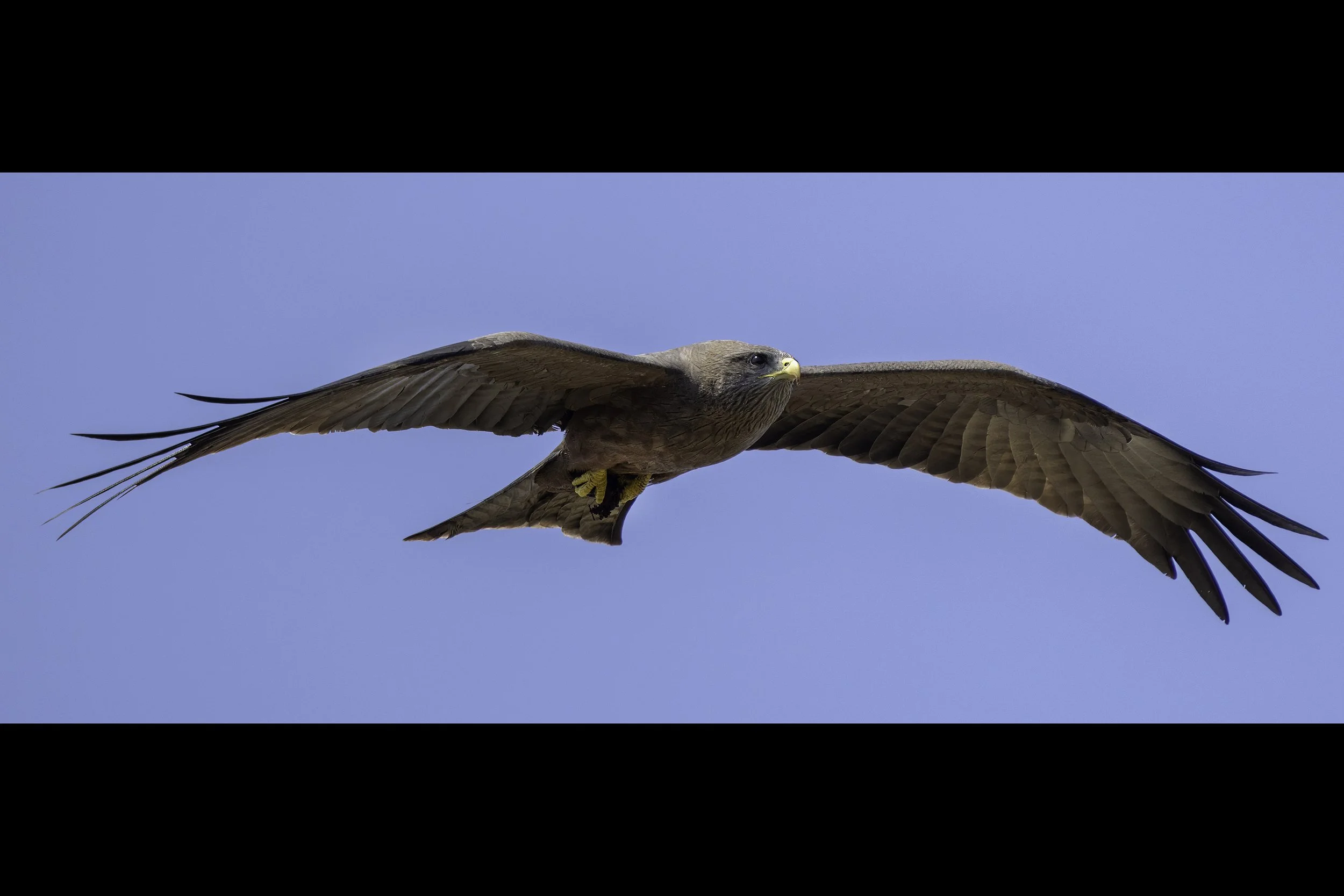 Black Kite