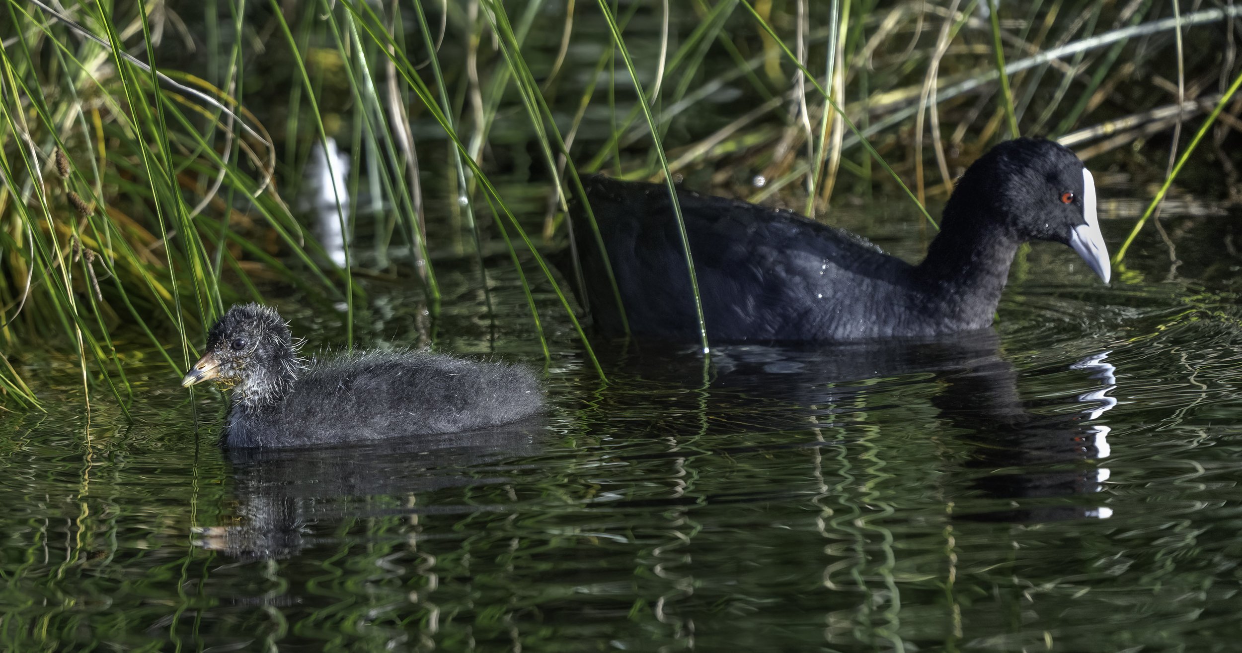 Eurasian Coot