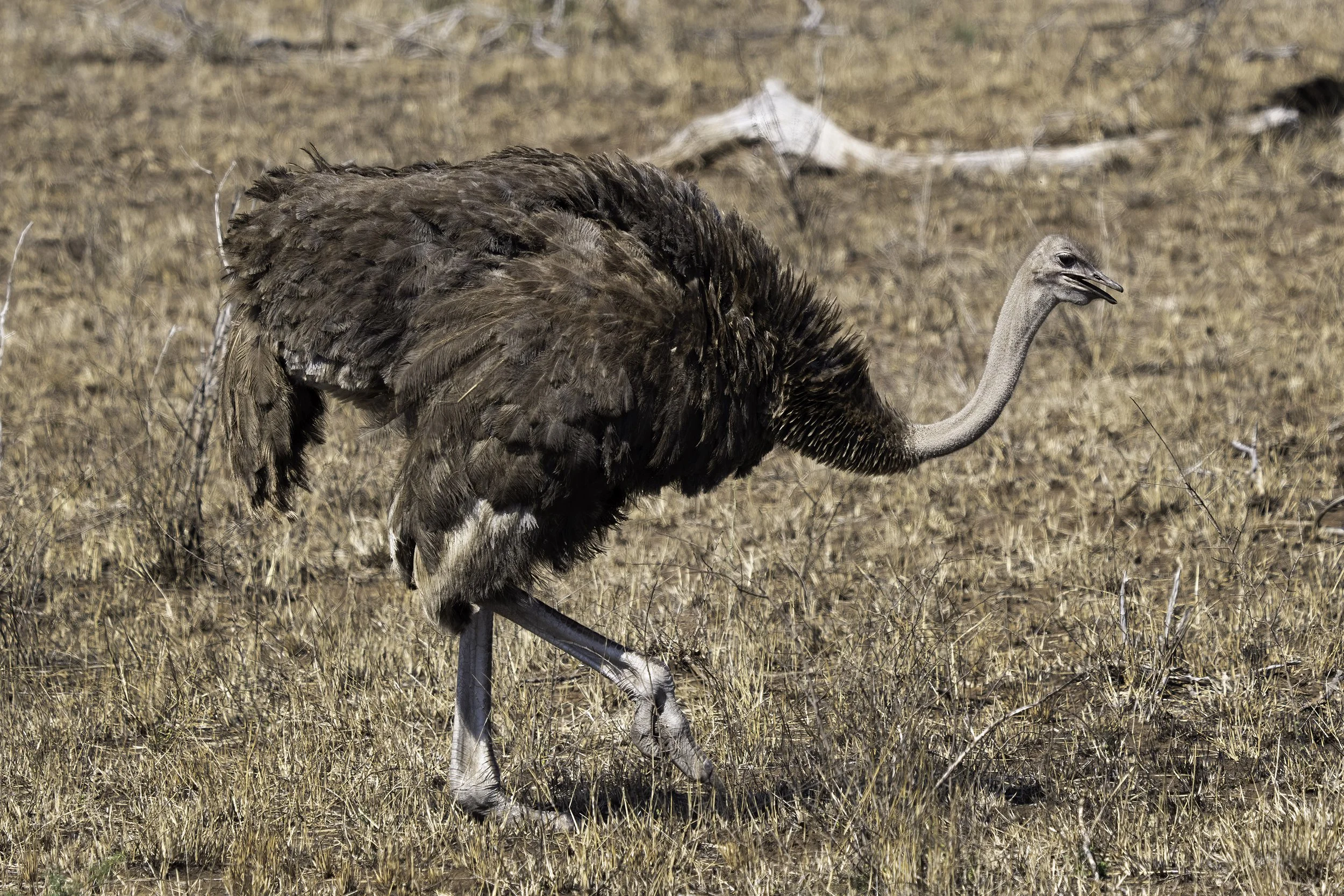 Common Ostrich