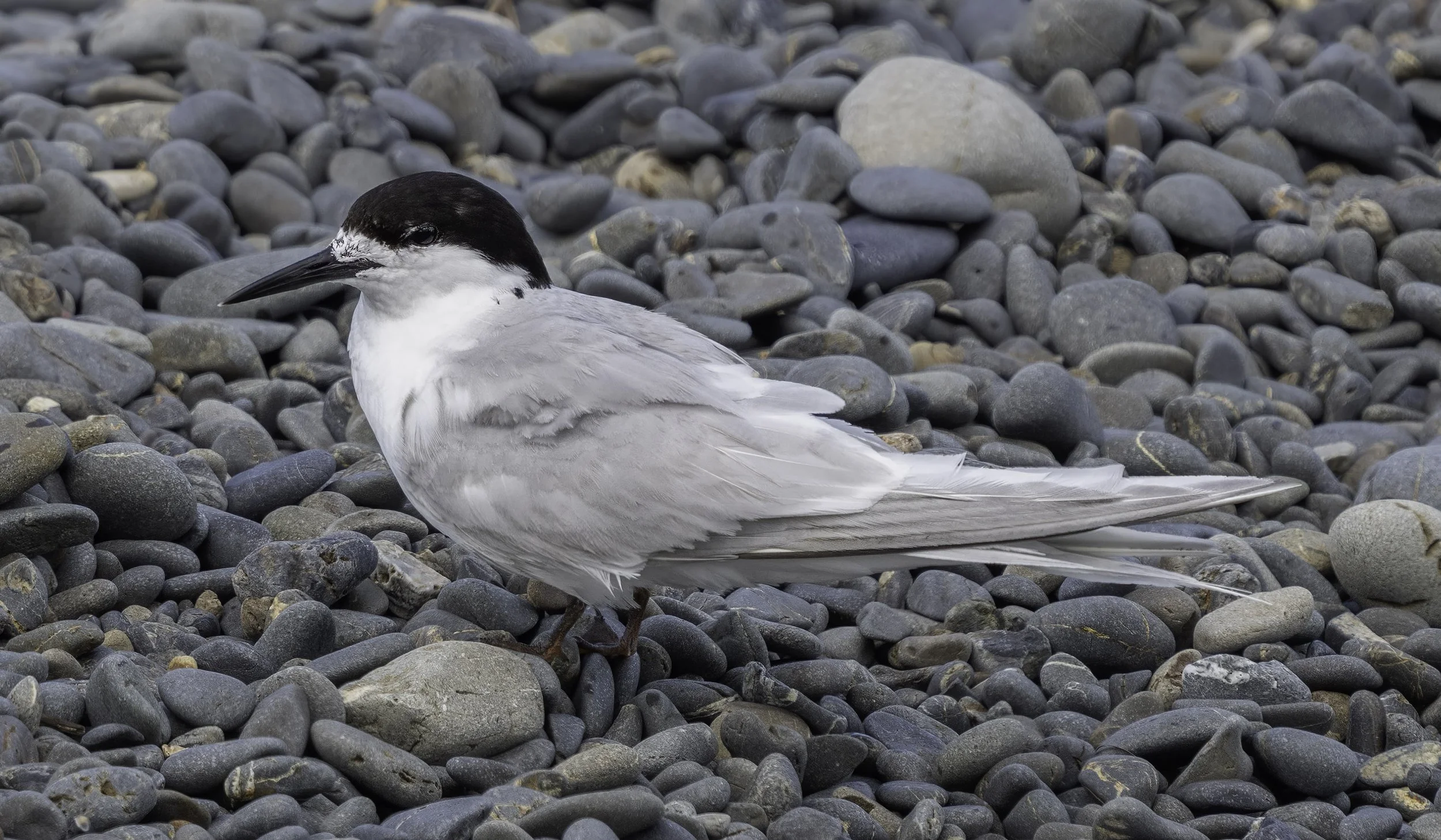 White Fronted Tern
