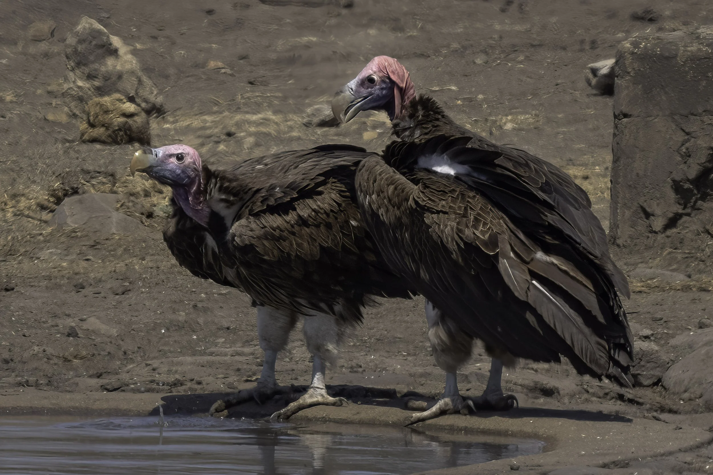 Lappet Faced Vulture