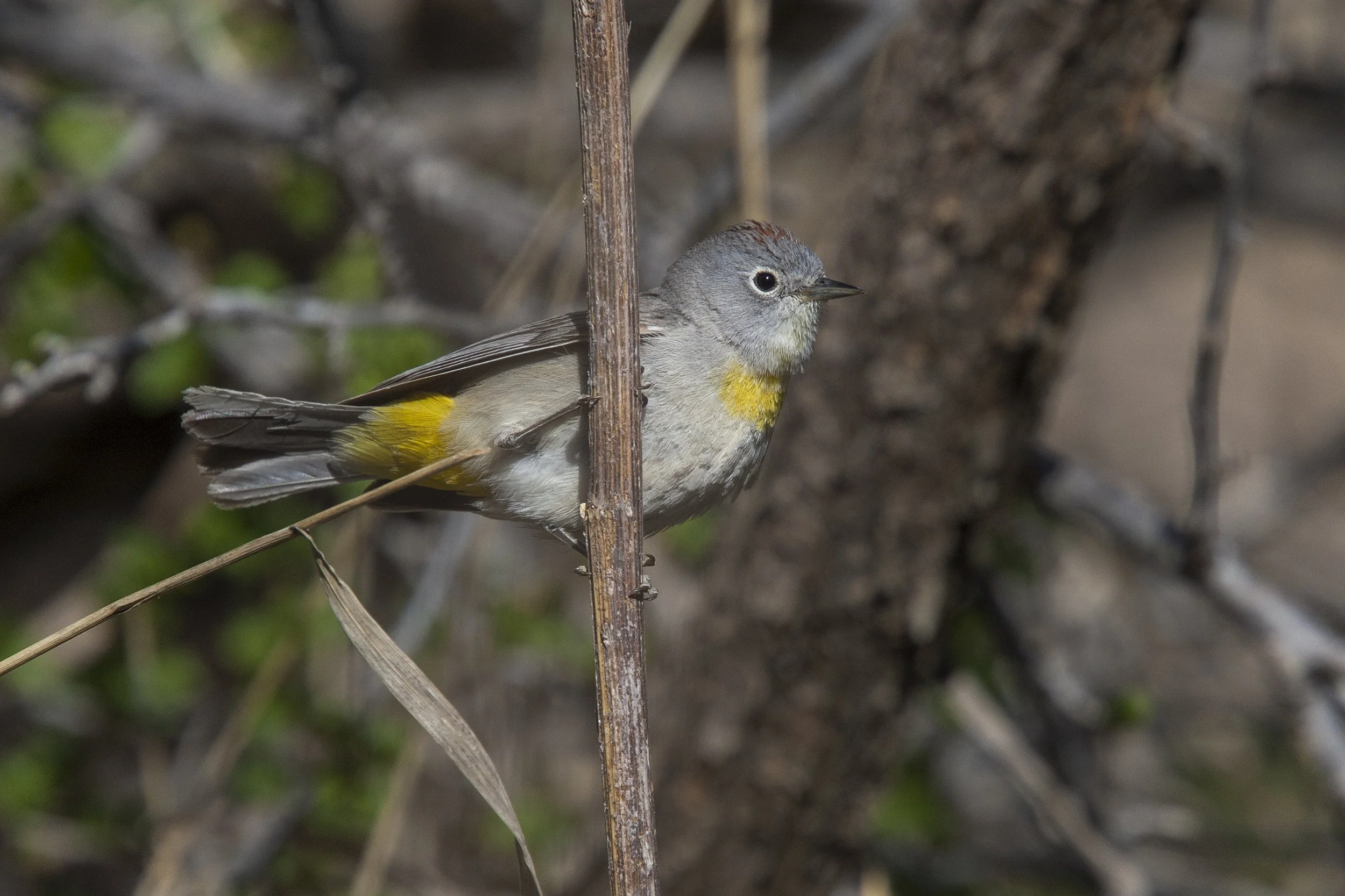 Virginia's Warbler