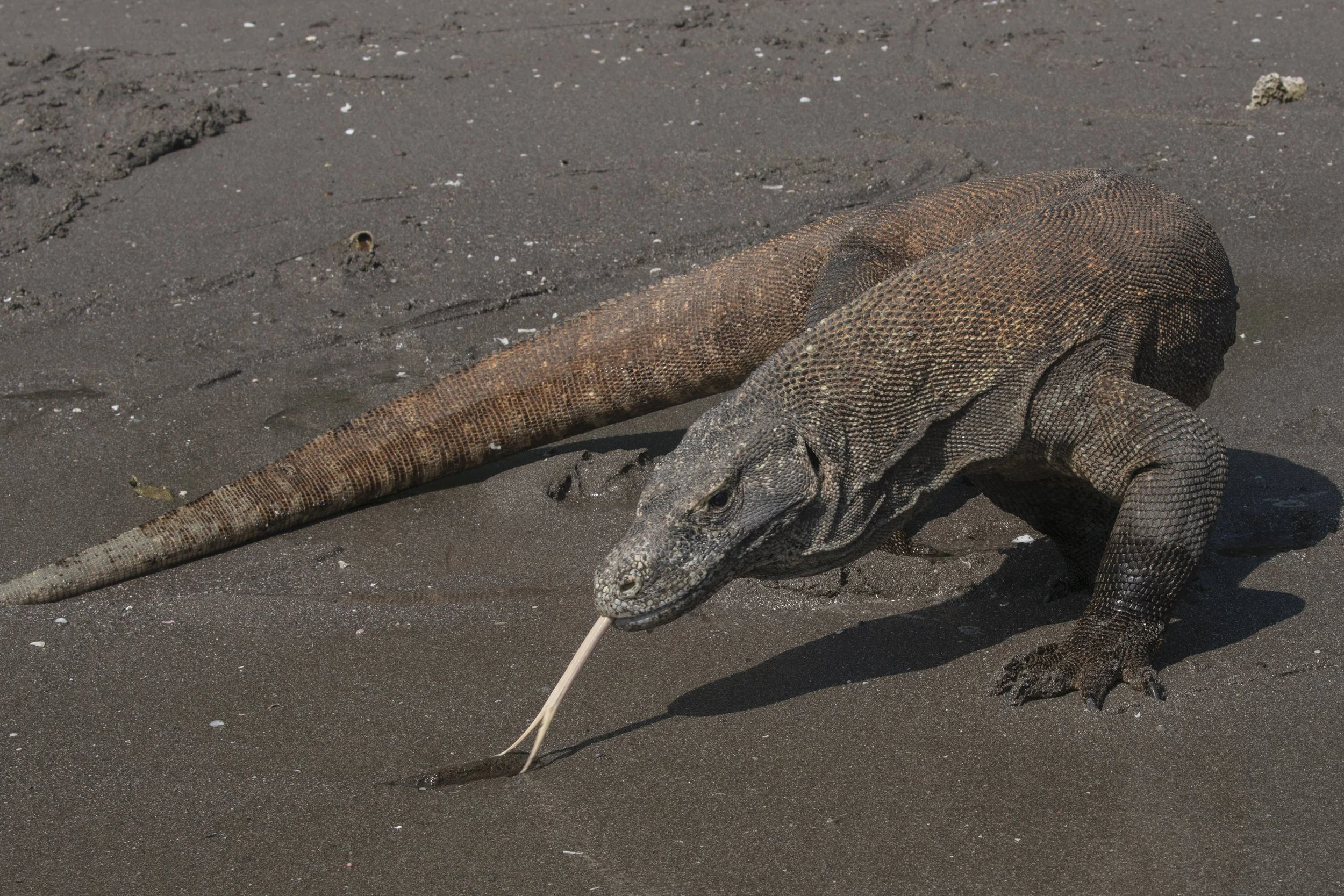 Komodo Dragon, Indonesia