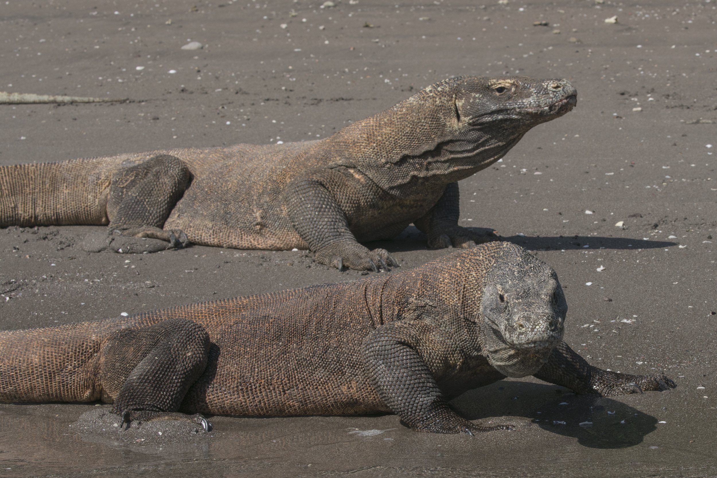 Komodo_DSC00671.jpg