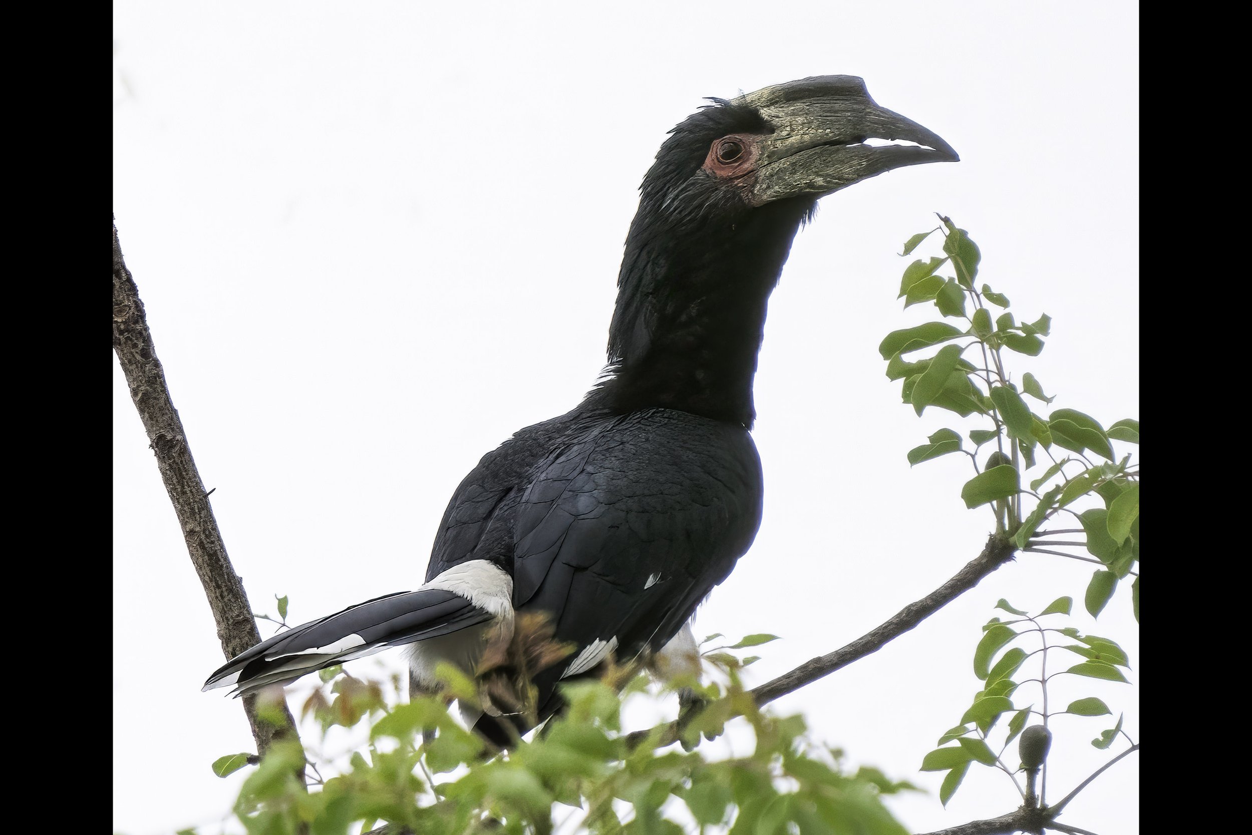 Trumpeter Hornbill