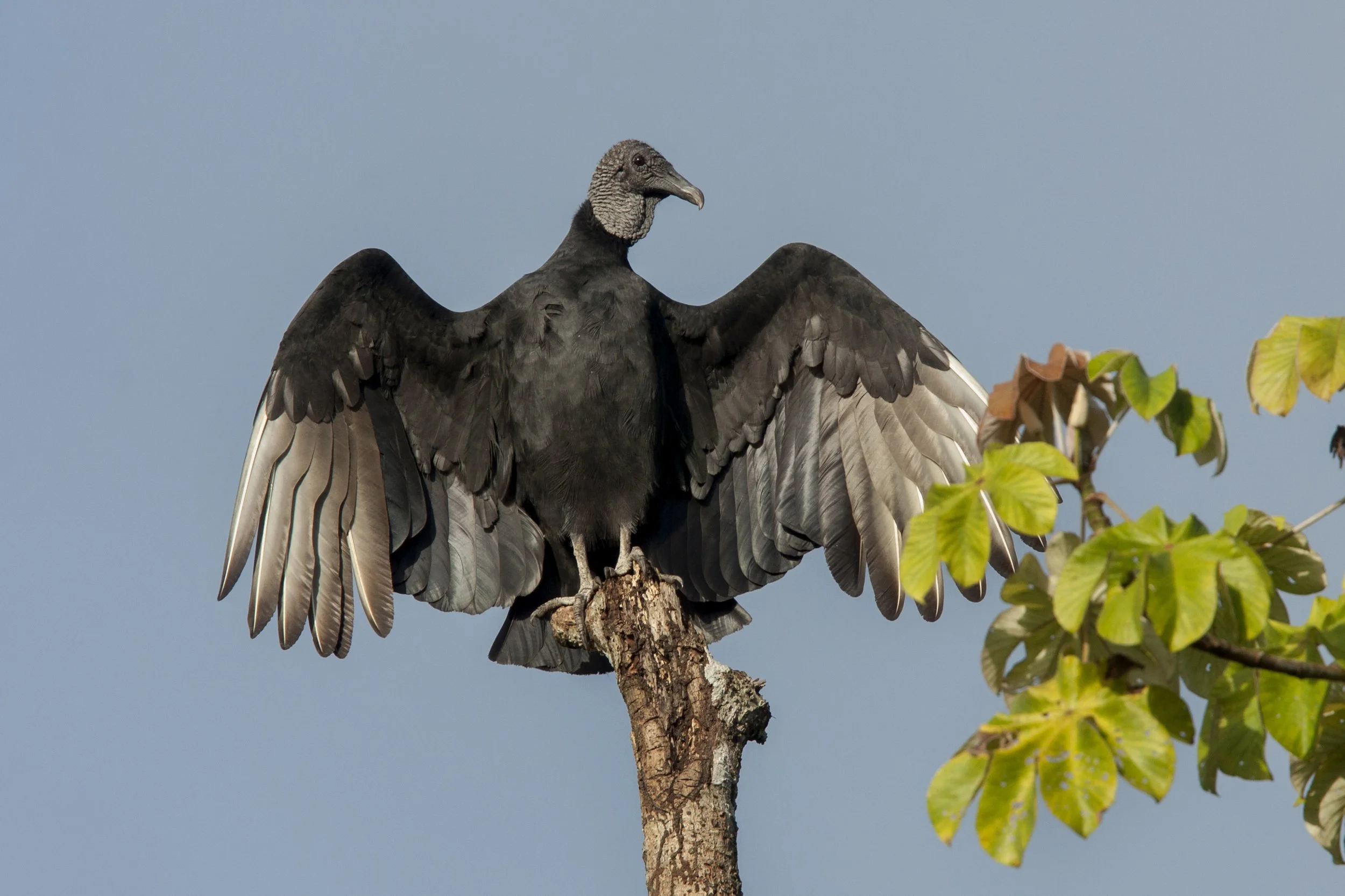 Black Vulture