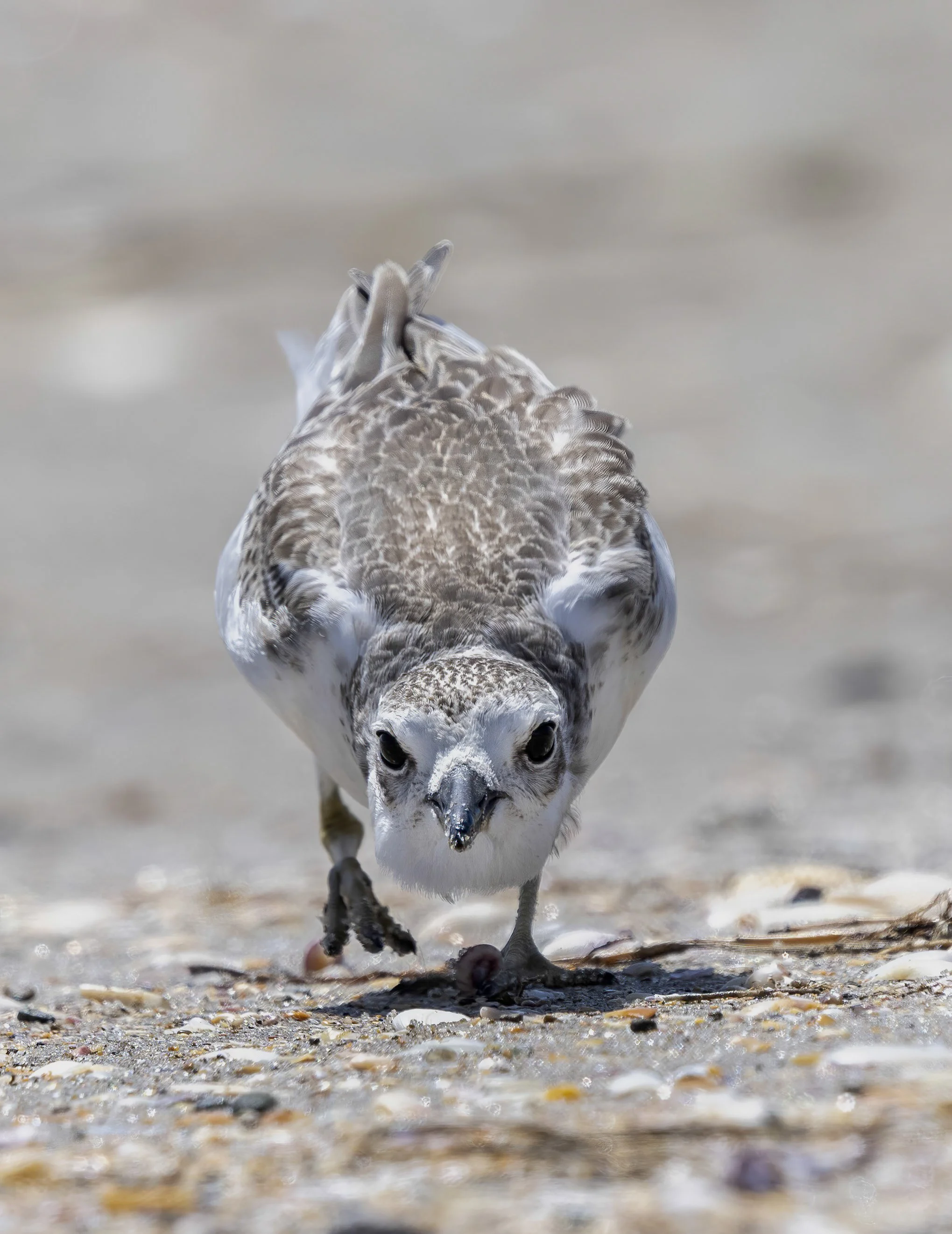 Red Breasted Dotterel