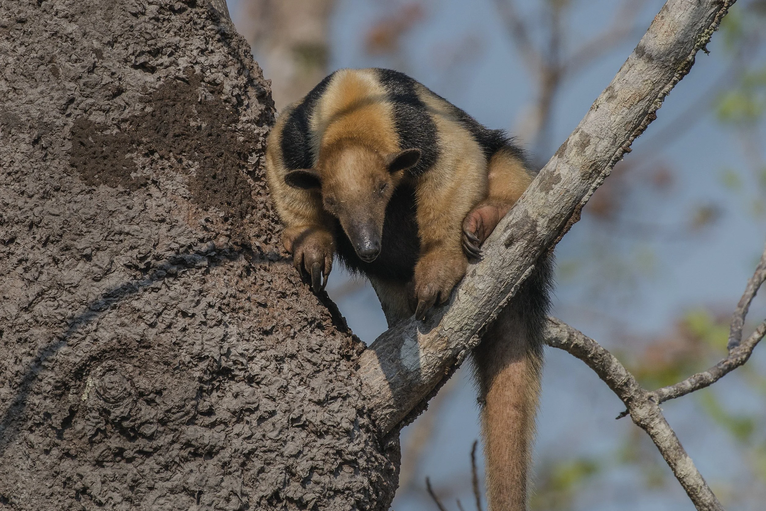 Tamandua, Brazil