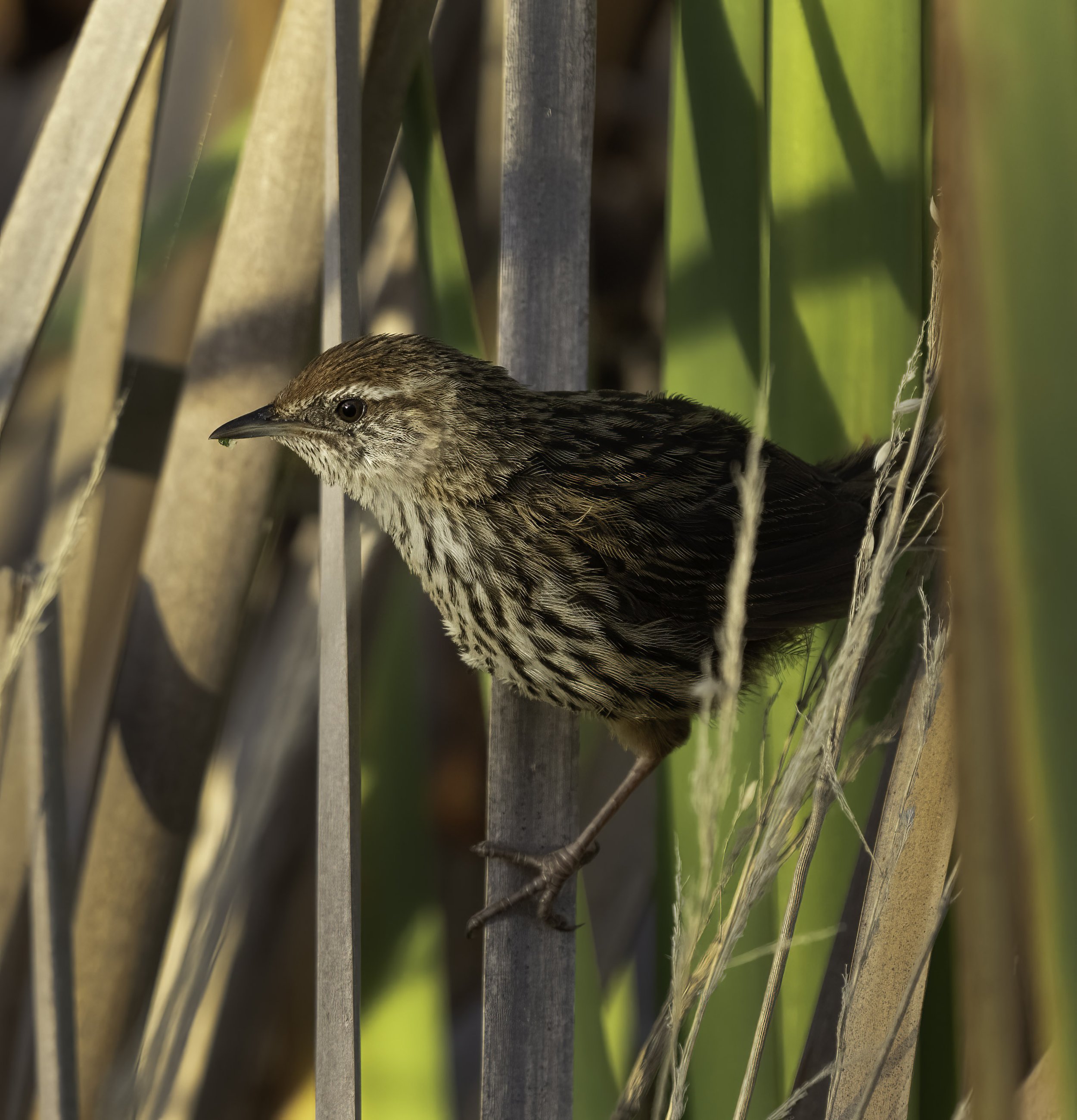 New Zealand Fernbird