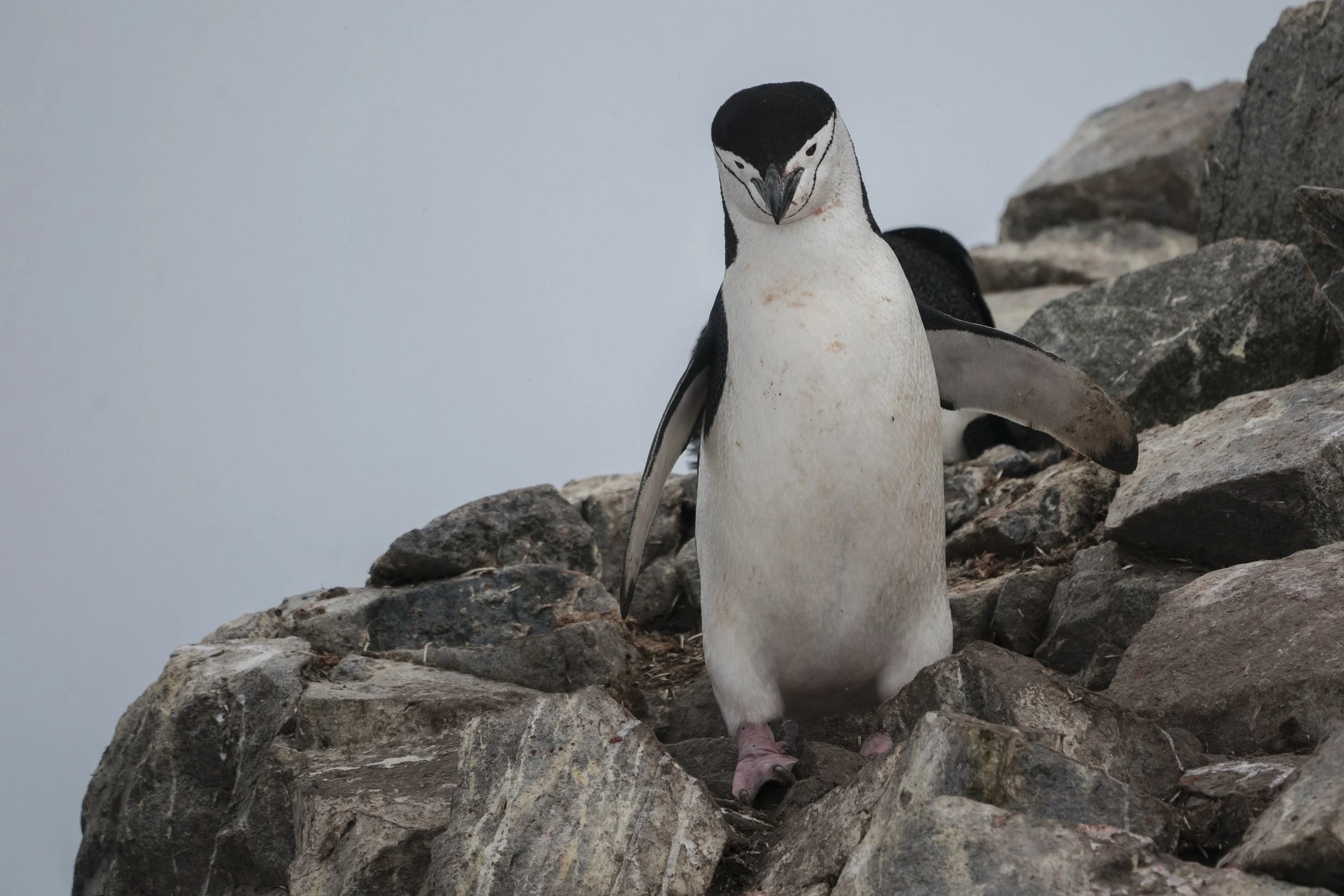 Chinstrap Penguin