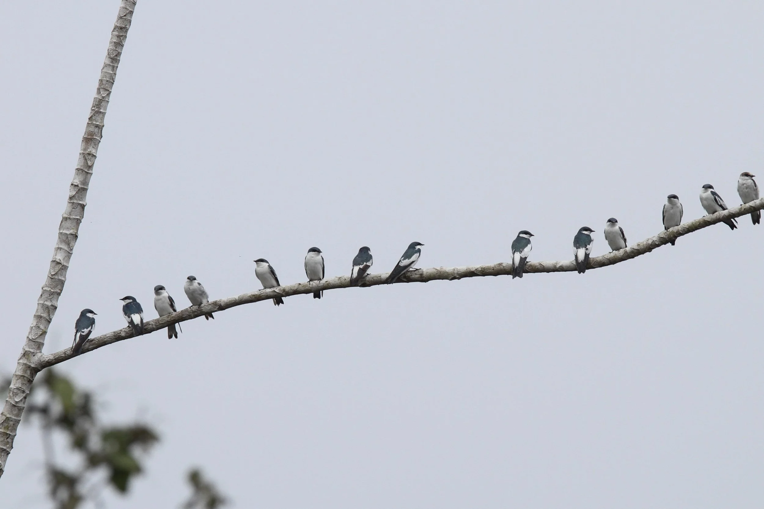 White Winged Swallow