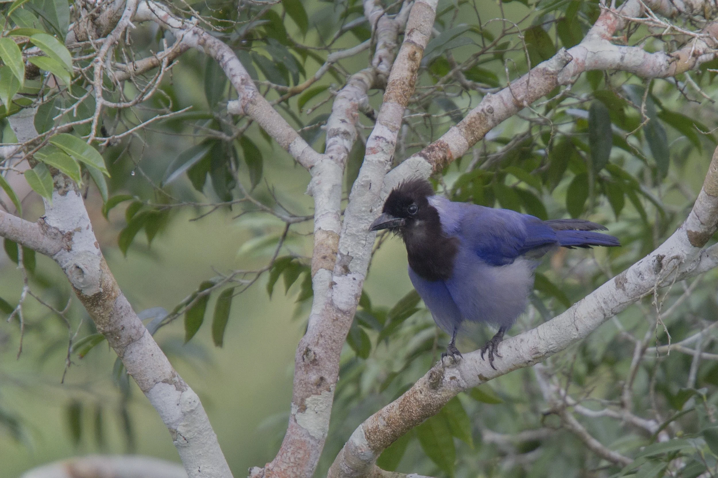 Violaceous Jay