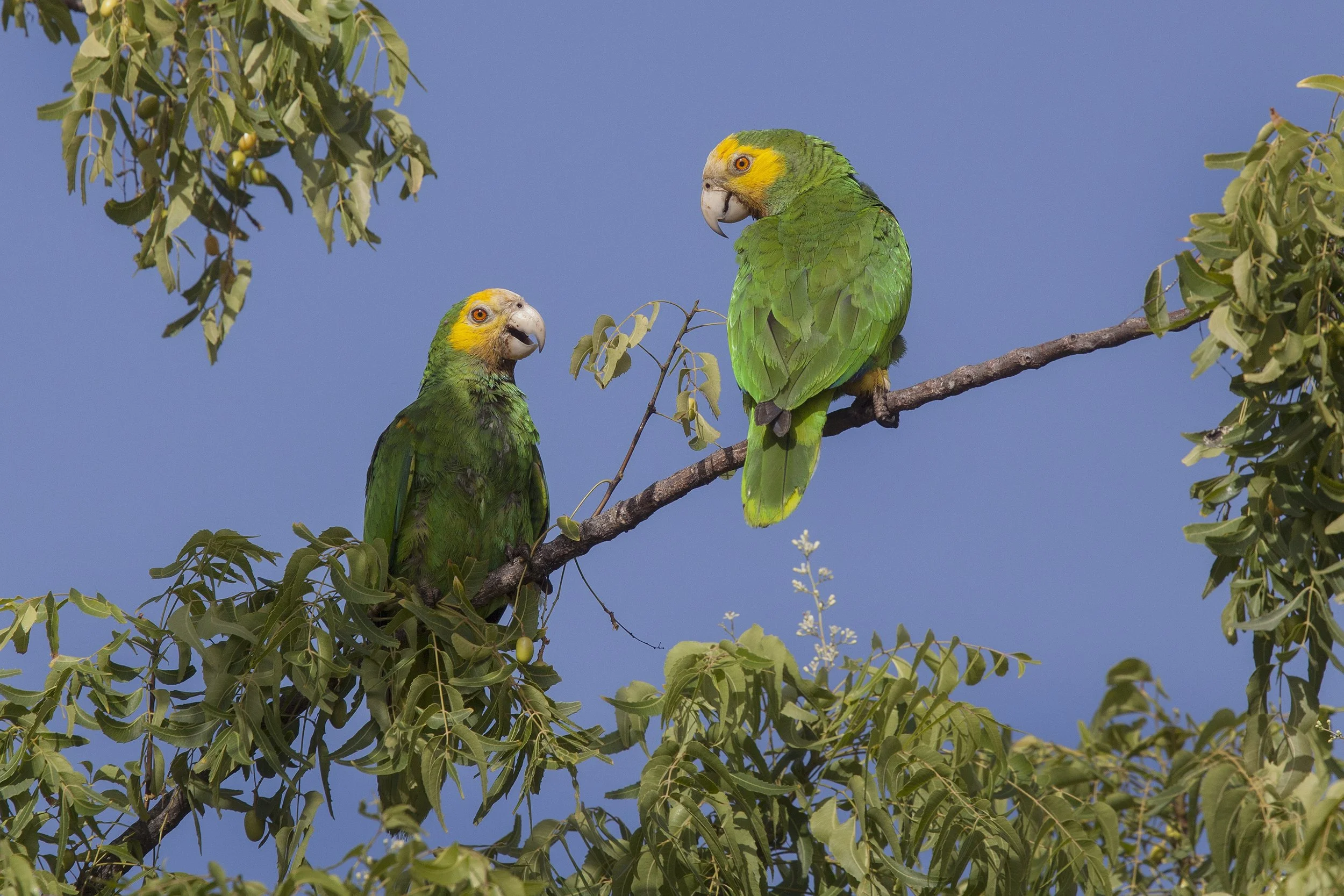 Yellow Shouldered Amazon