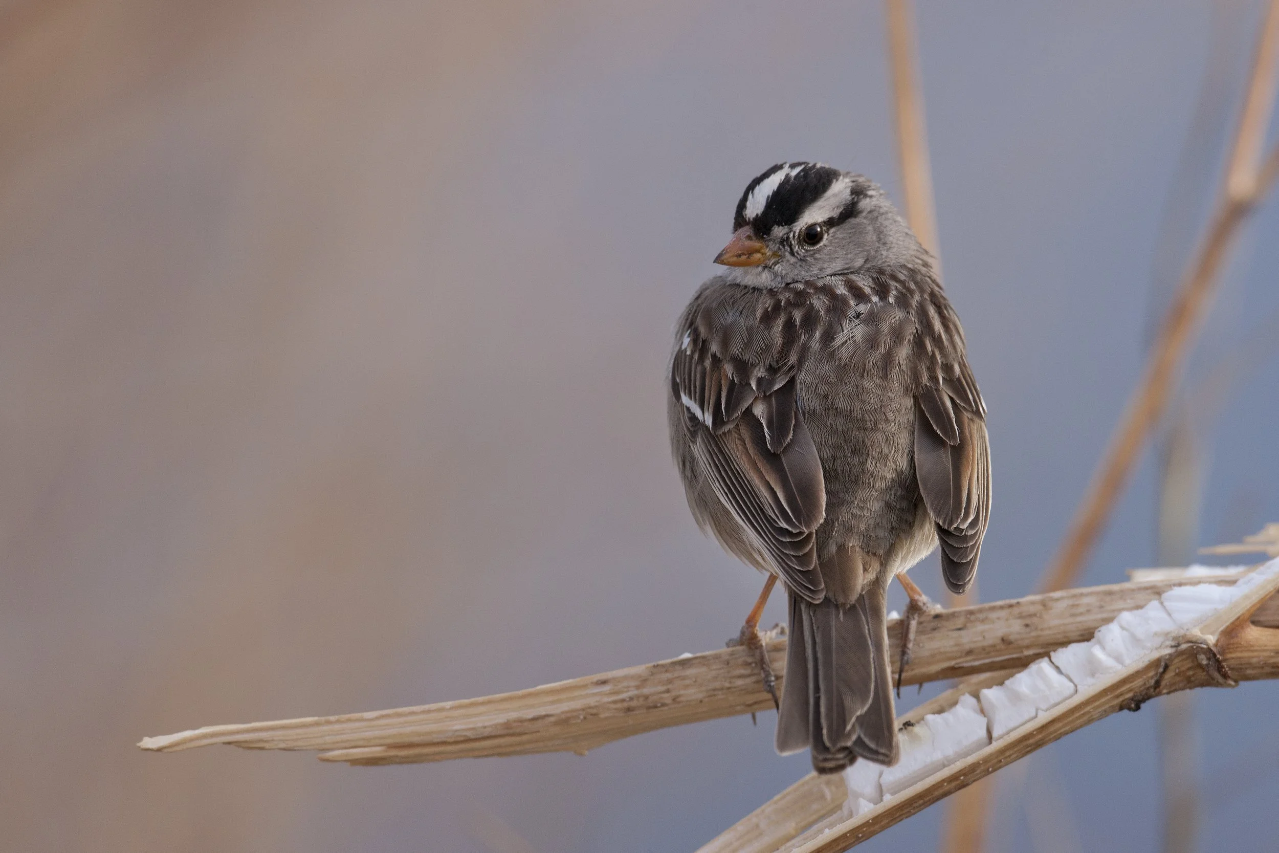 White Crowned Sparrow