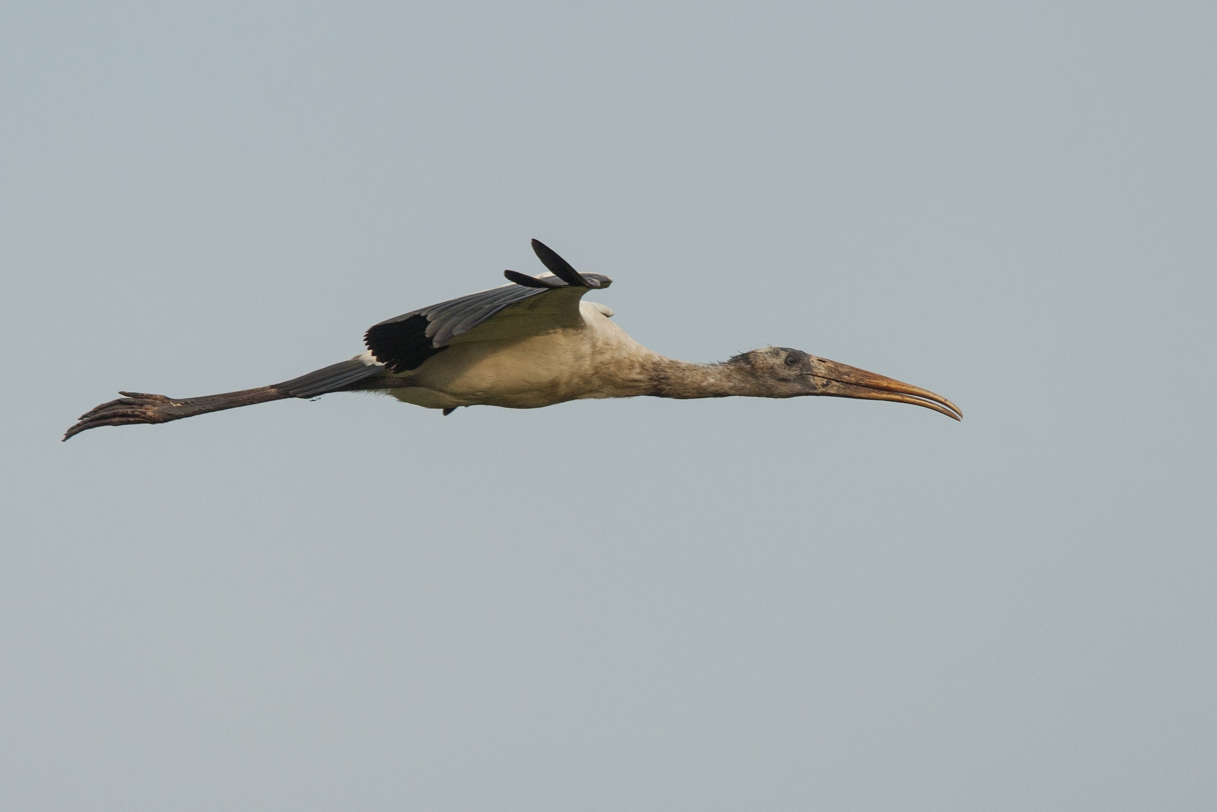 Wood Stork