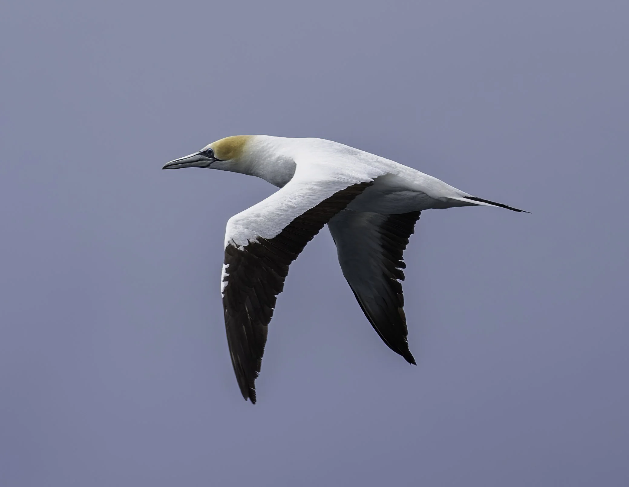 Australasian Gannet