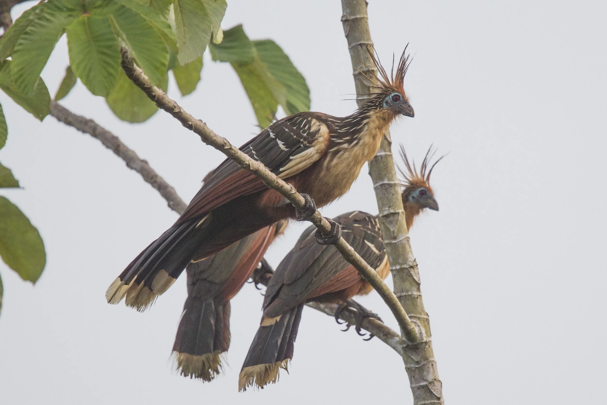 Hoatzin