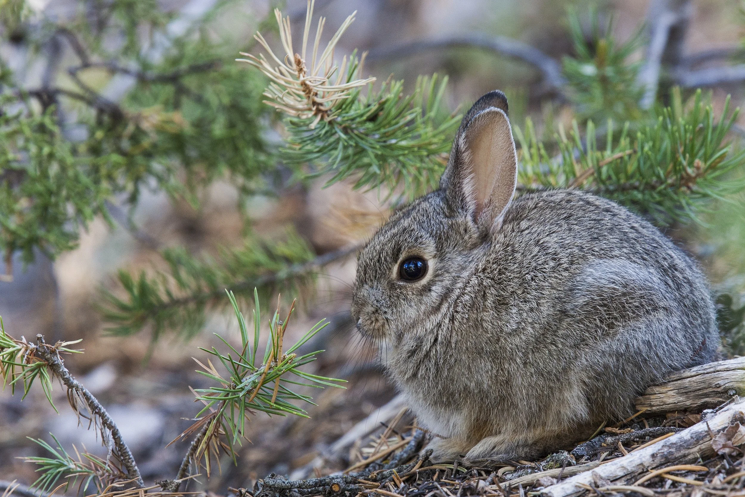 Desert Cottontail, NM