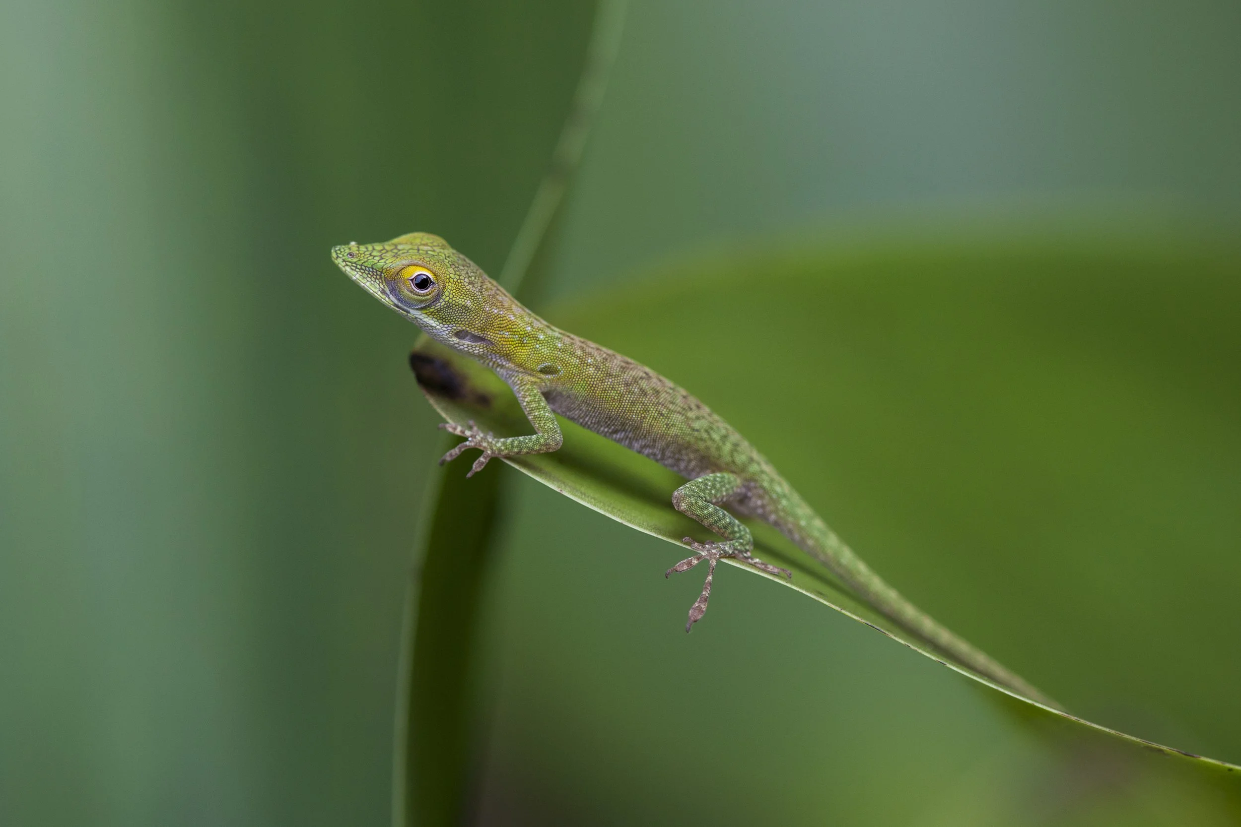 Anole, Honduras