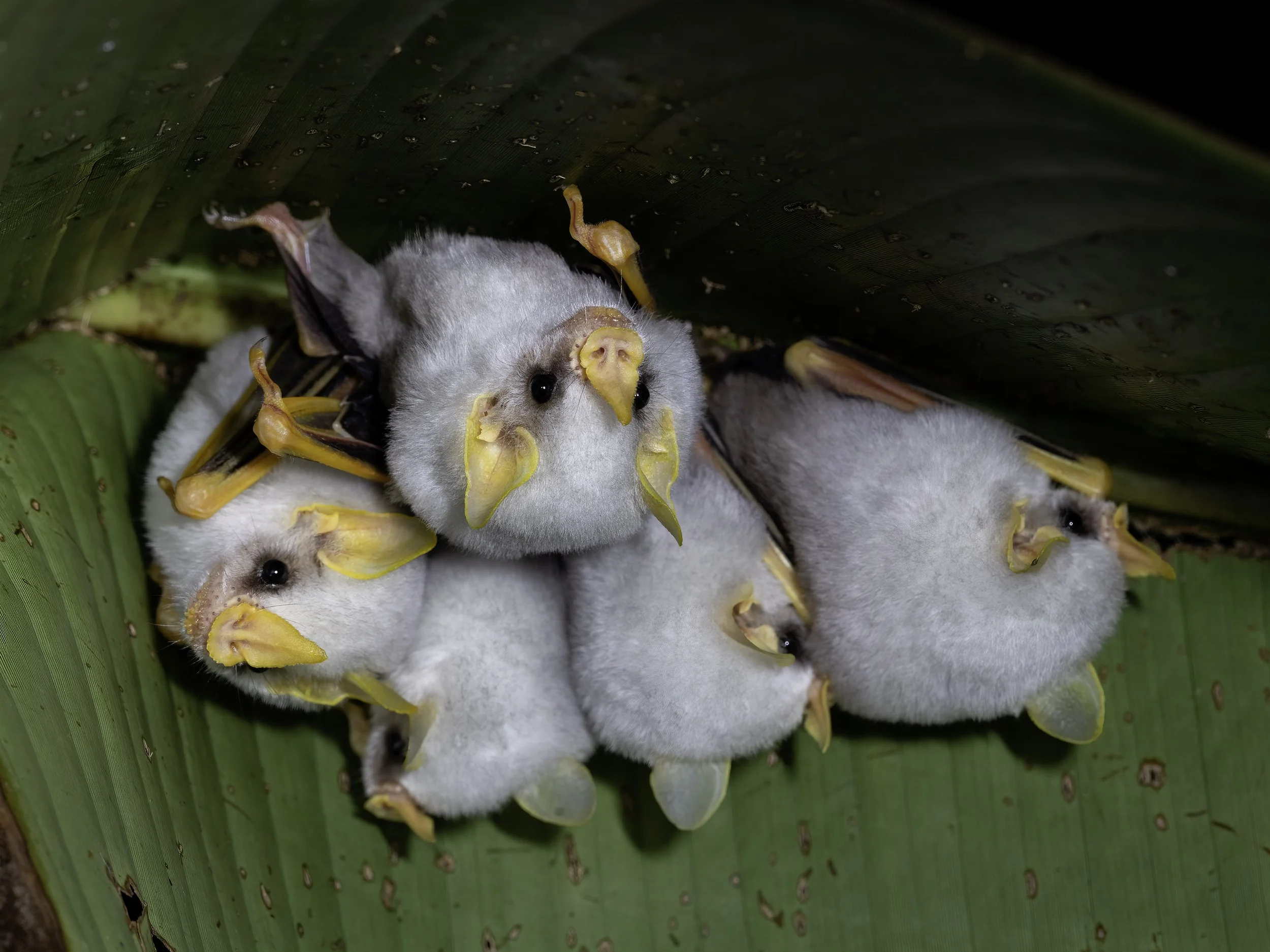 Caribbean White Tent Bats, Costa Rica