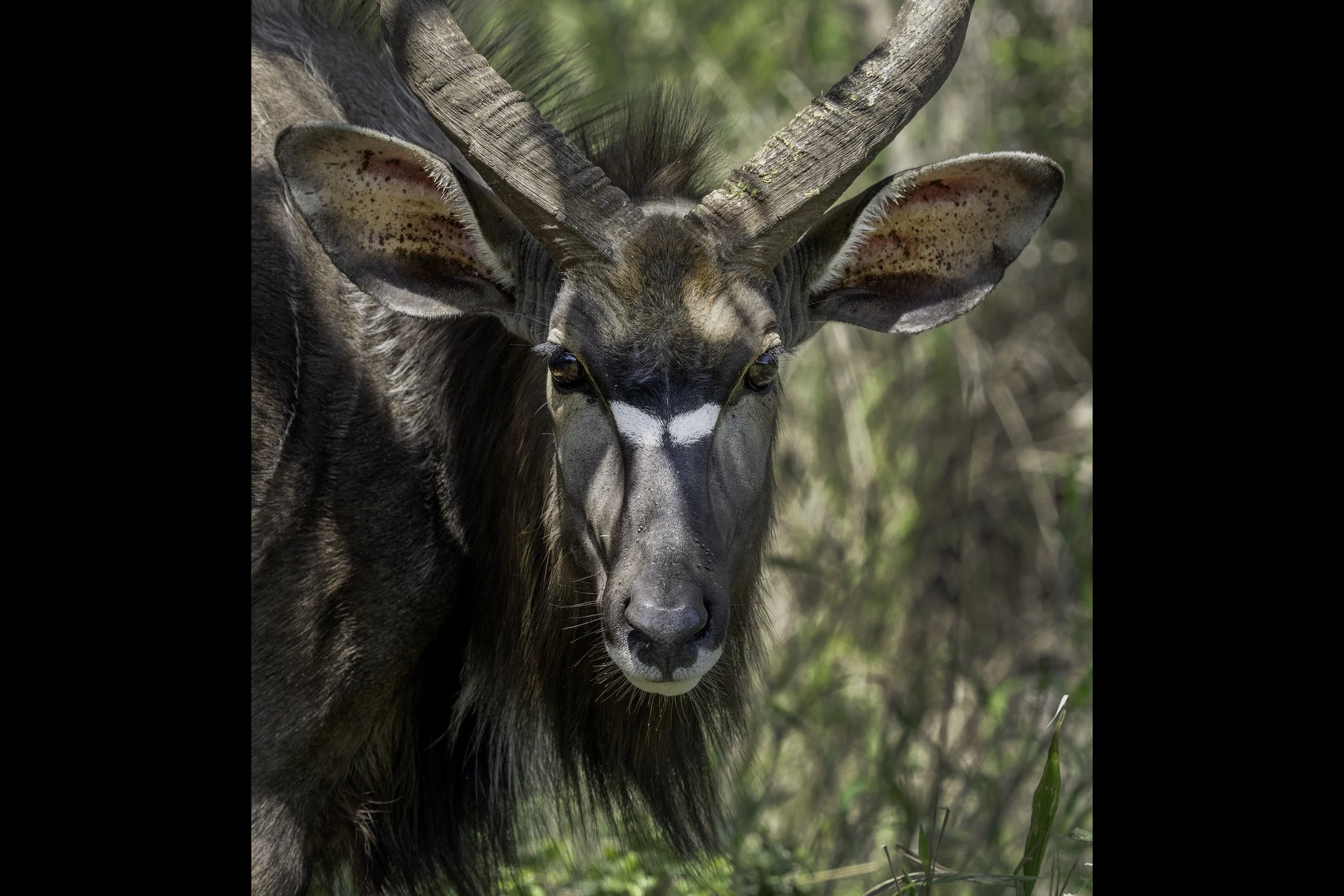 Nyala