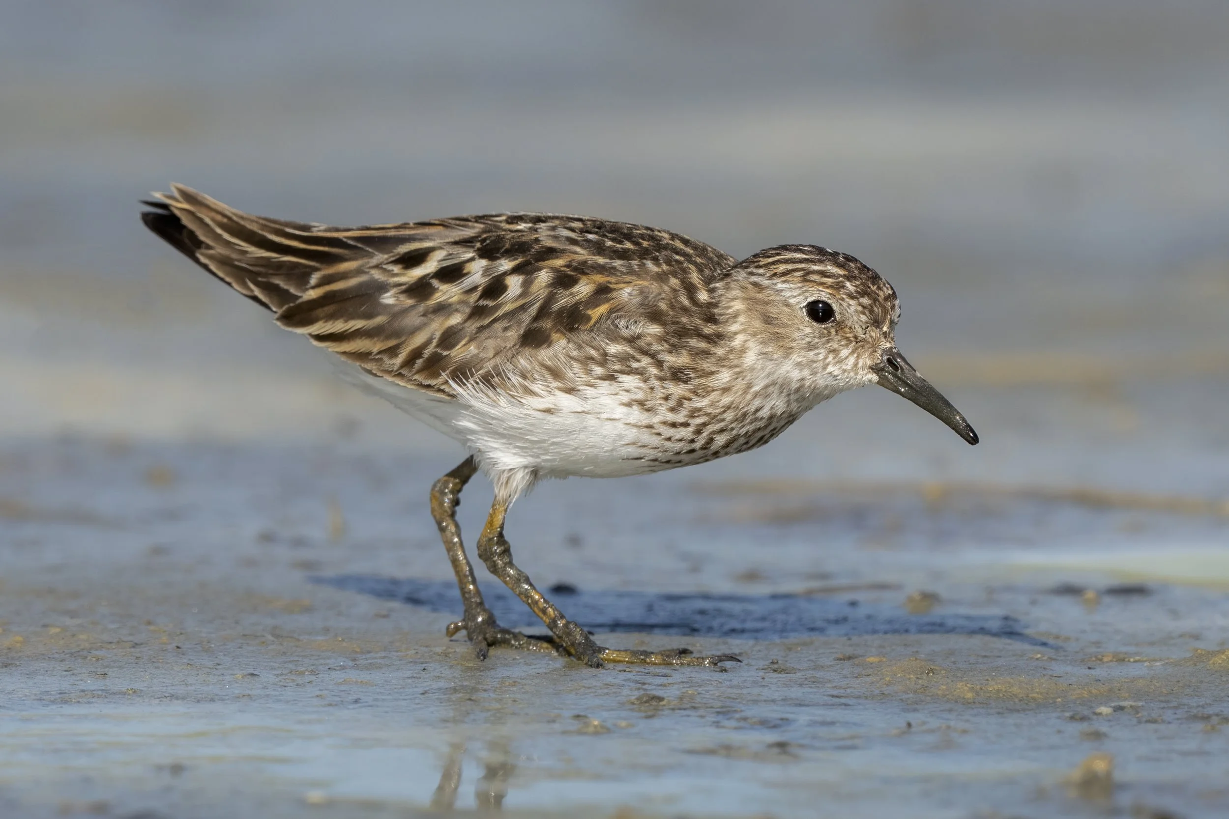Least Sandpiper