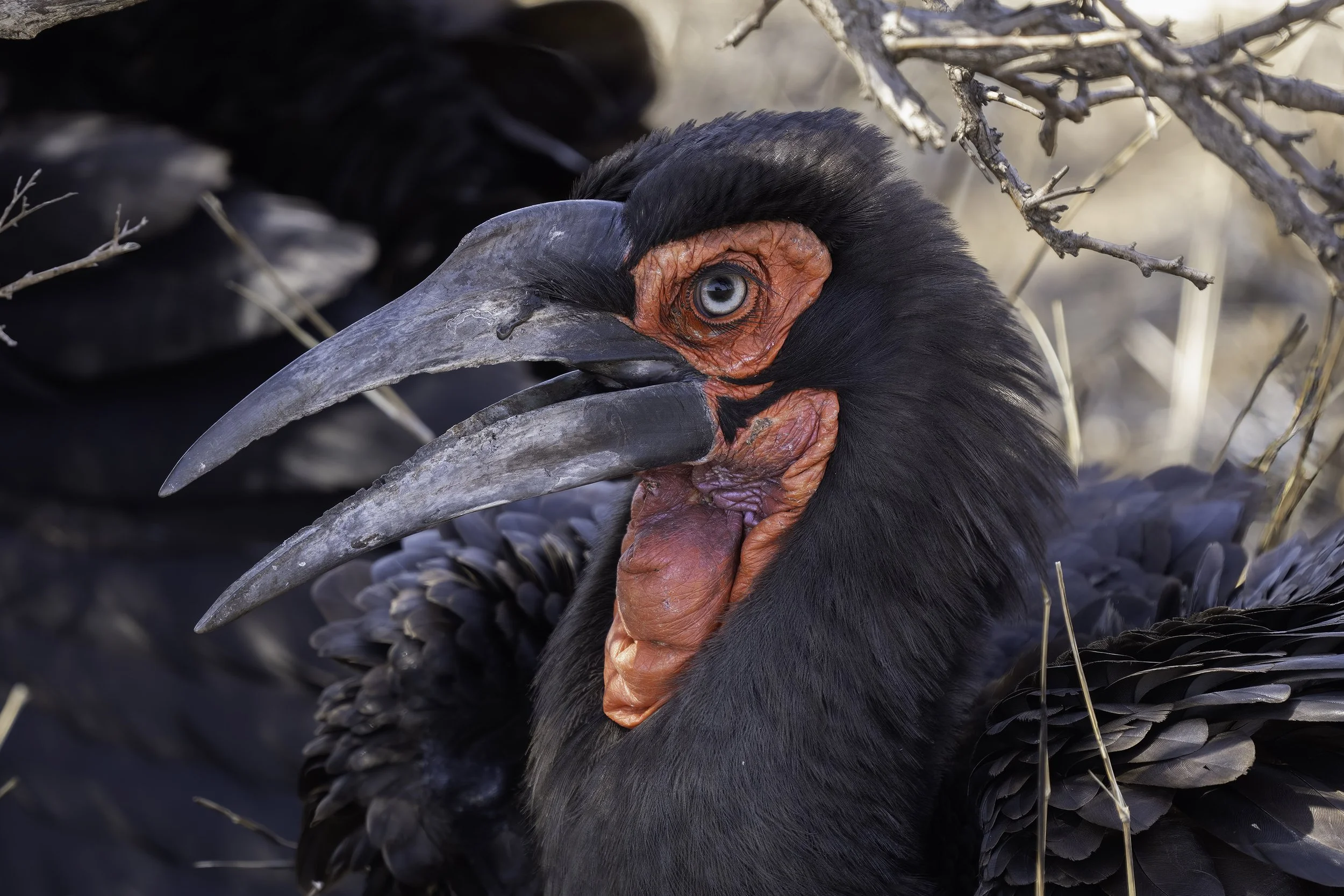 Southern Ground Hornbill