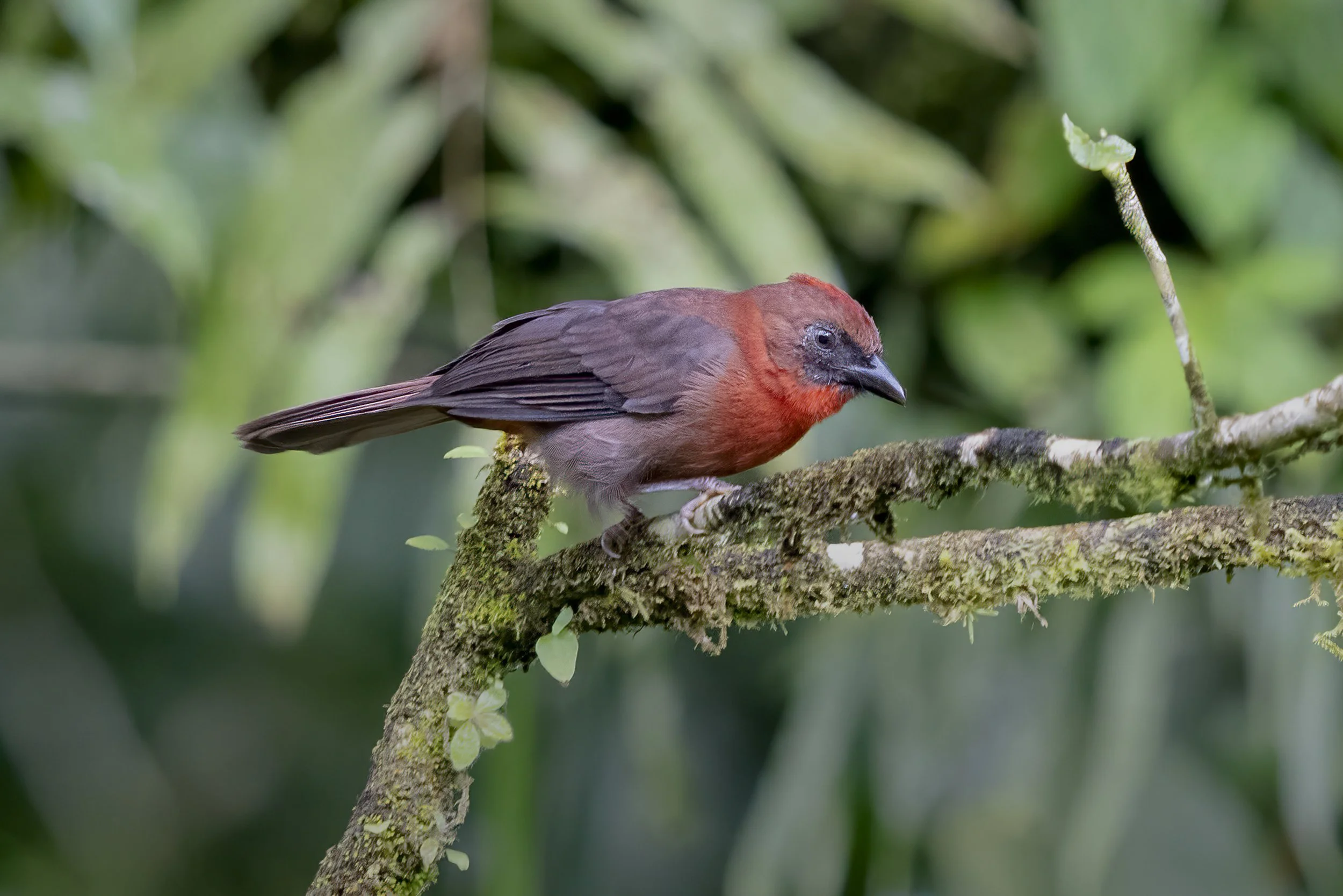 Red Throated Ant Tanager