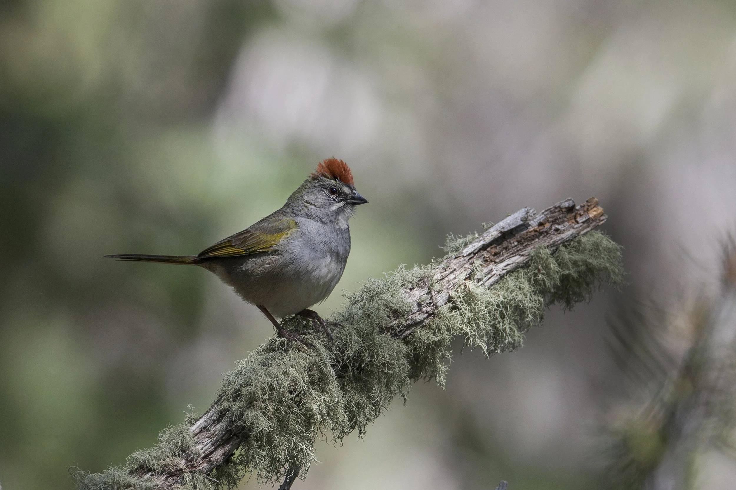 Green-tailed Towhee