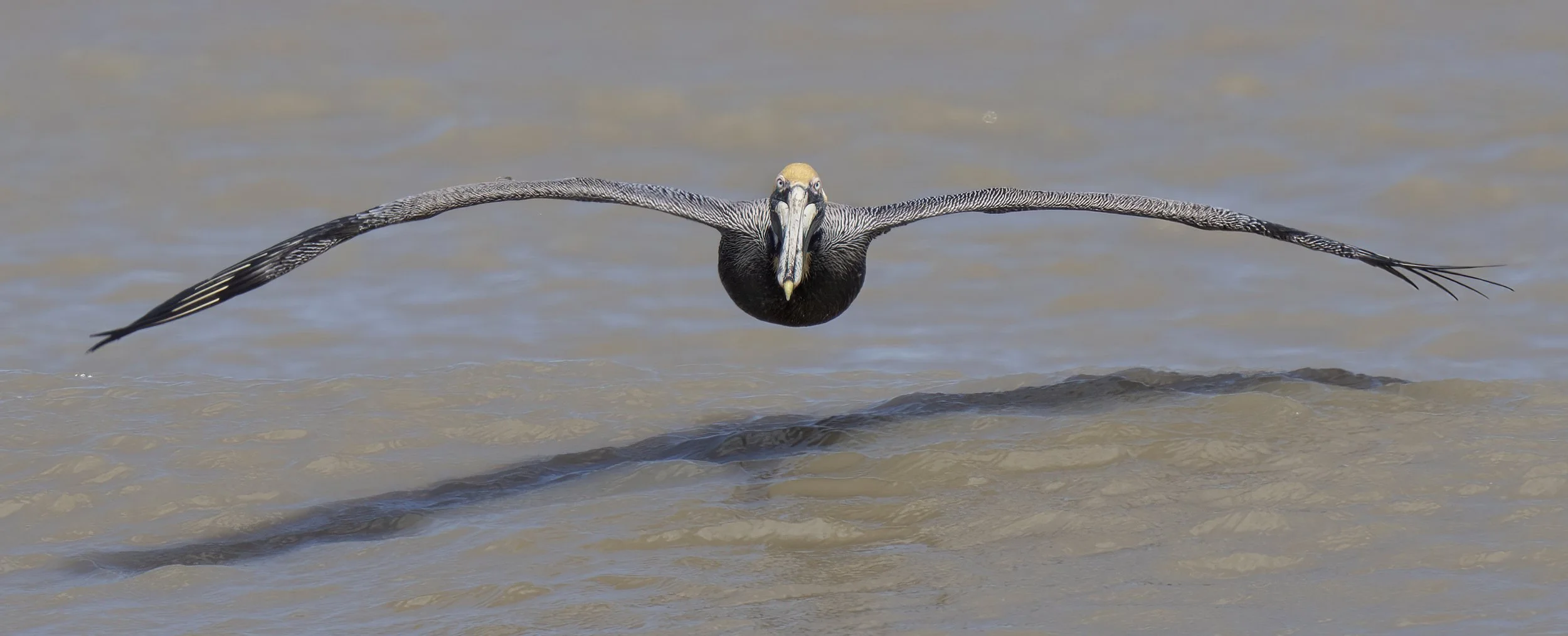 Brown Pelican