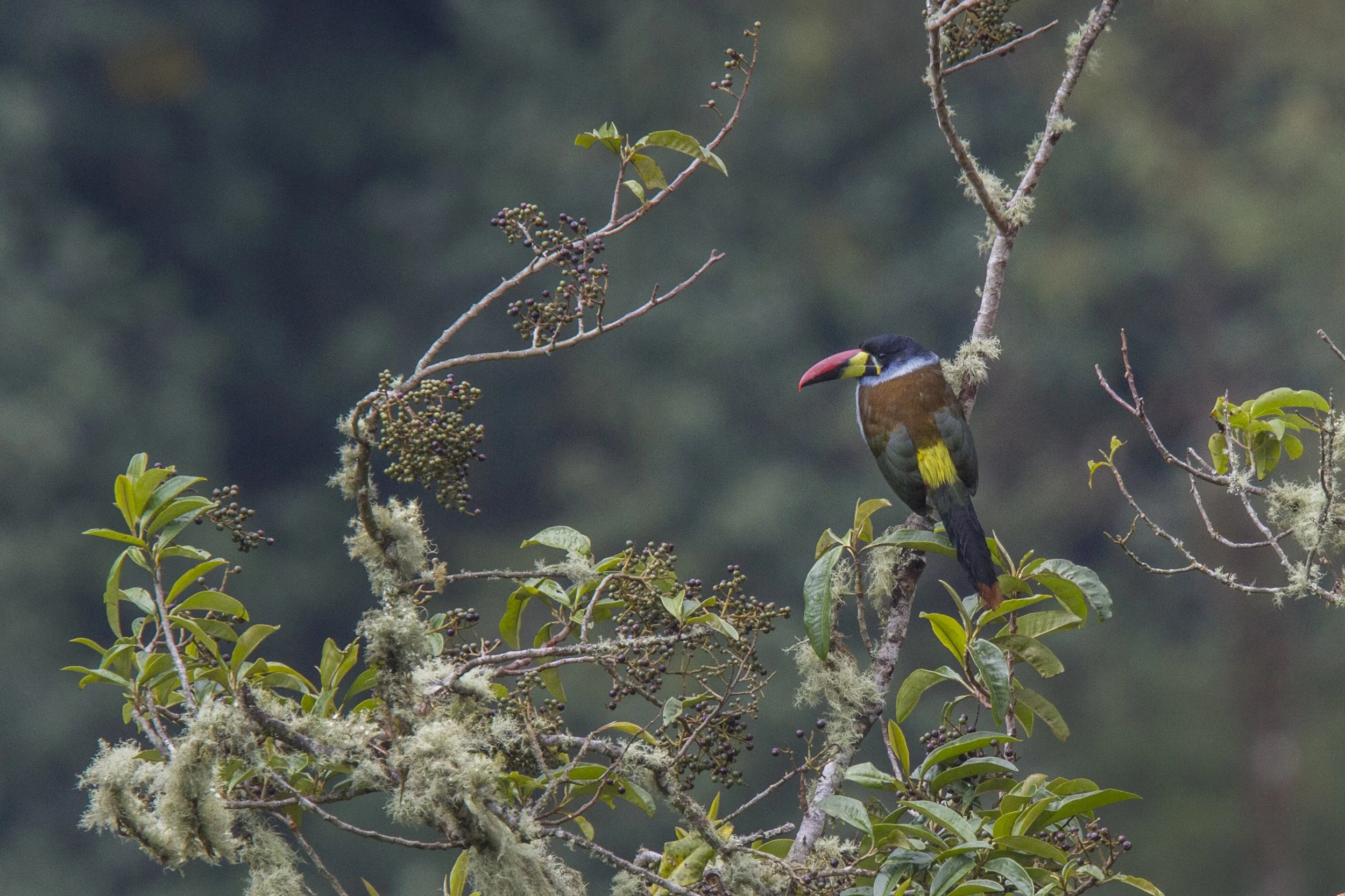 Grey Breasted Mountain Toucan