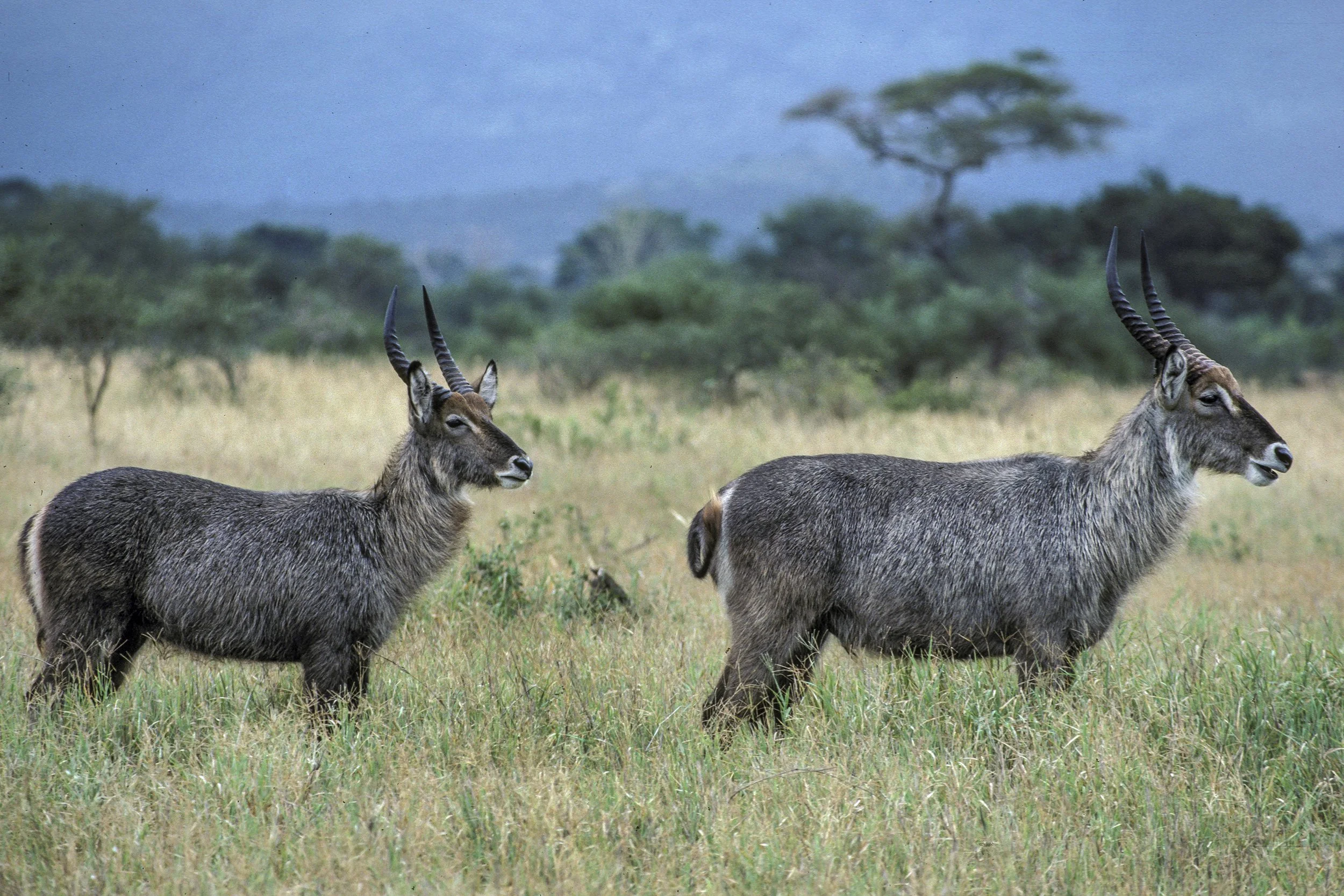 Waterbuck