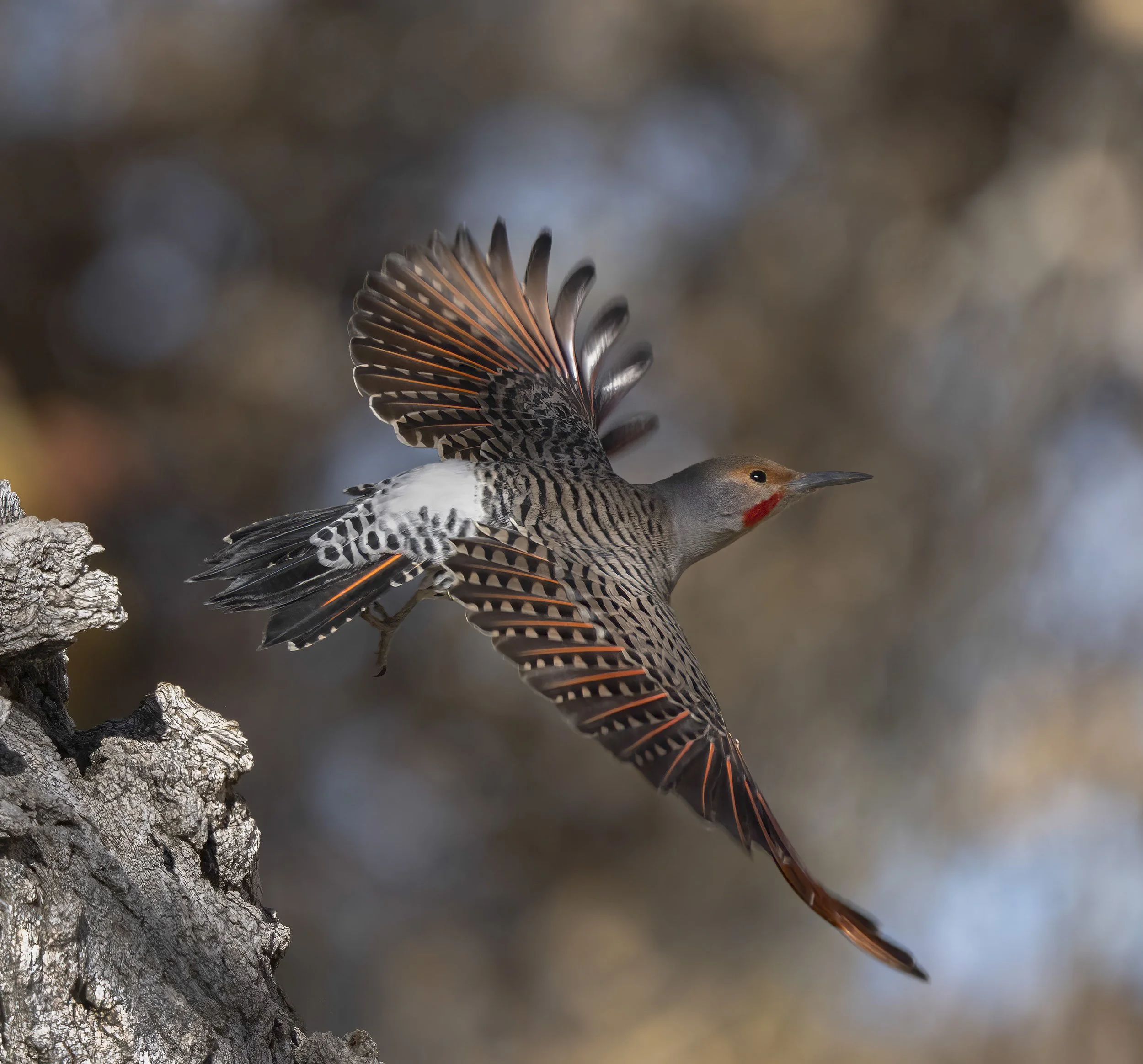 Northern Flicker