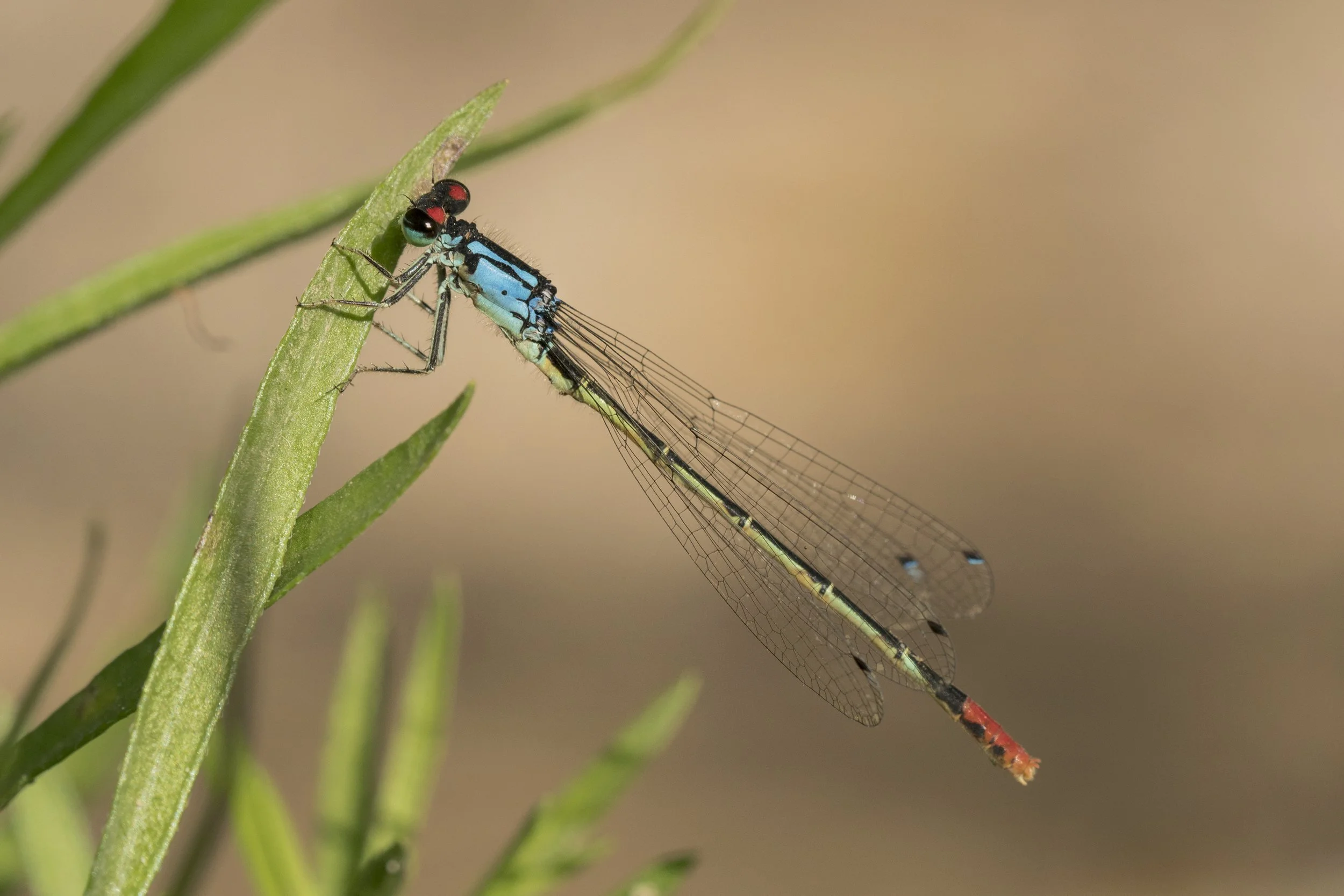 Hesperagrion heterodoxum (Painted Damsel)_DSC05104.jpg