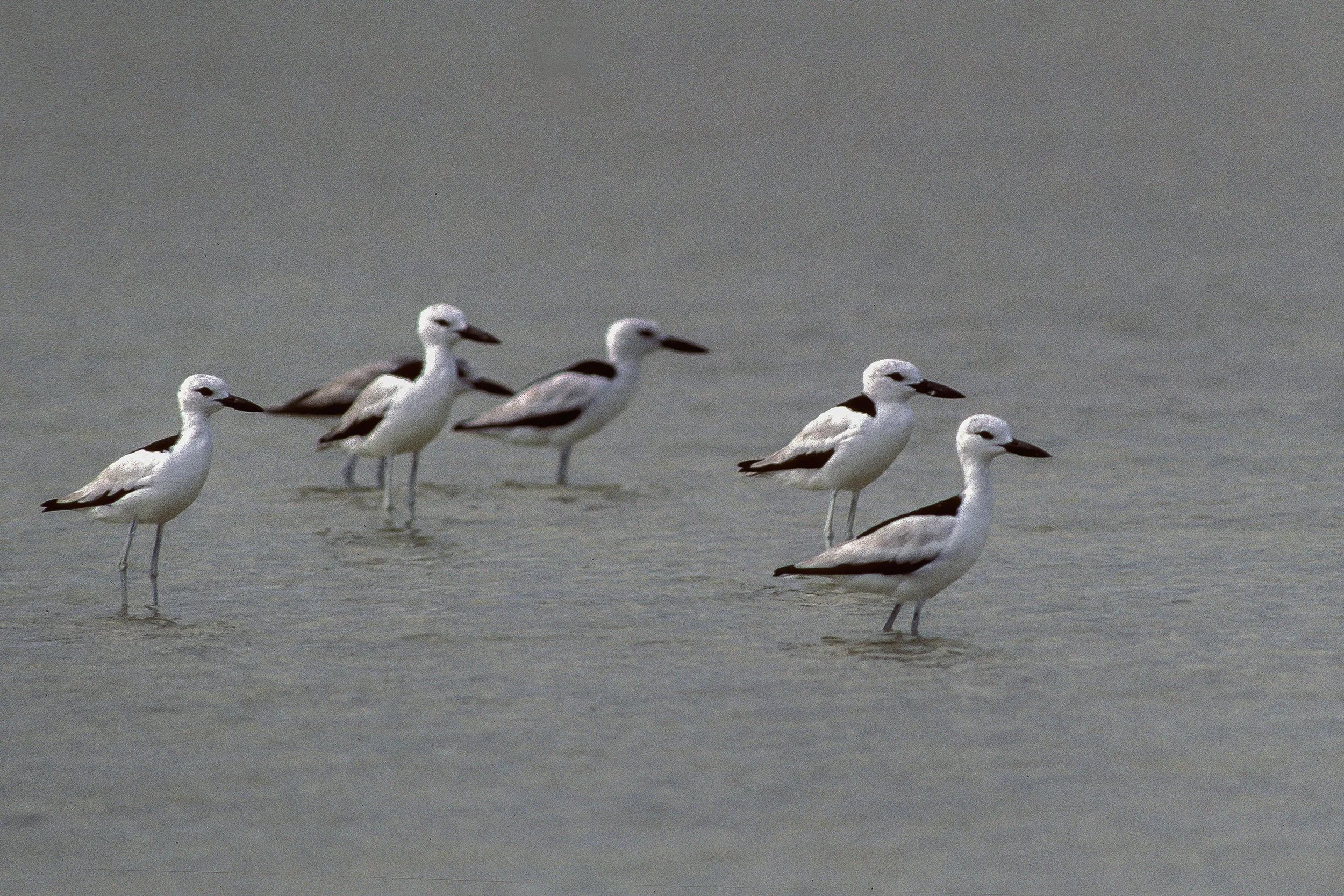 Crab Plover