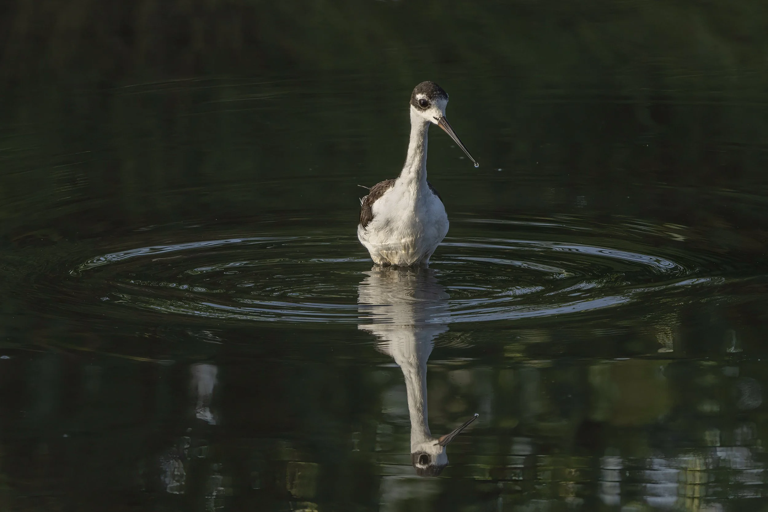 Black Necked Stilt