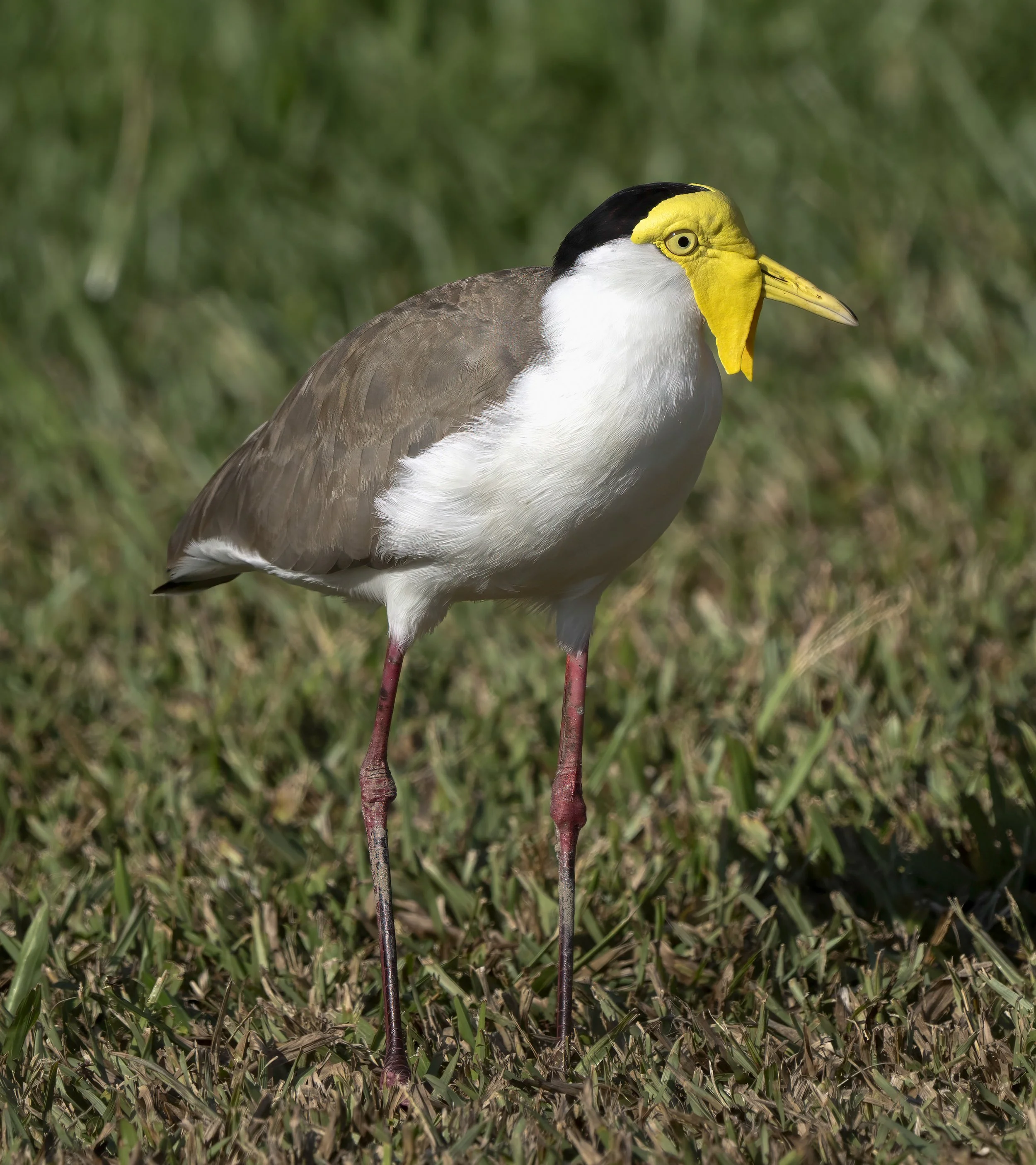 Masked Lapwing