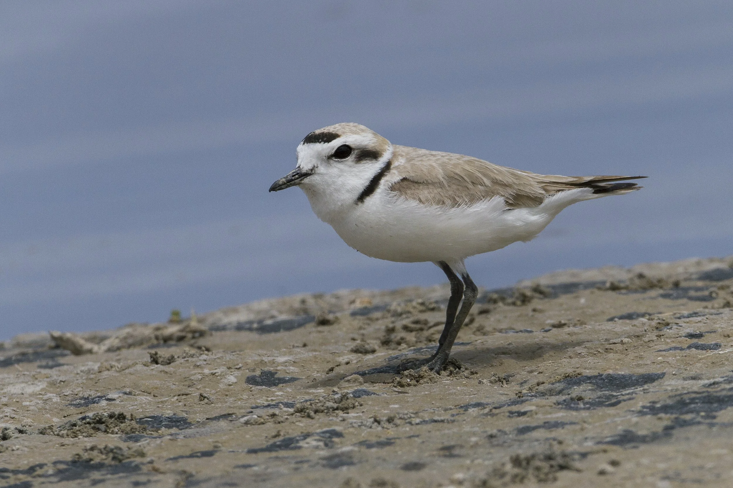  Snowy Plover